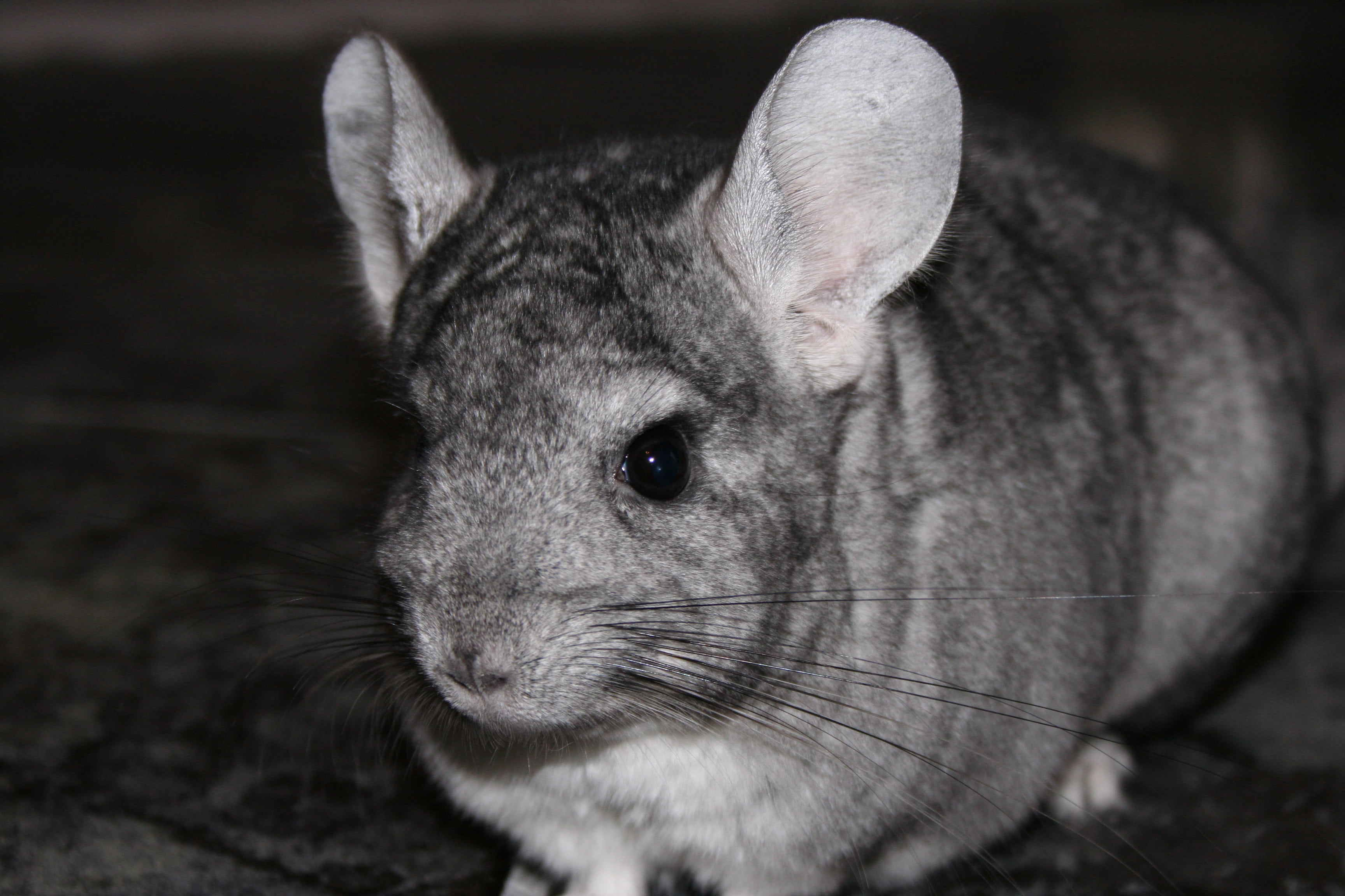 gray, photography, cute, one animal, animal eye, indoors, animal ear, animal body part, no people, roten, herbivorous, animal wildlife, rodent, chinchilla, HD Wallpaper