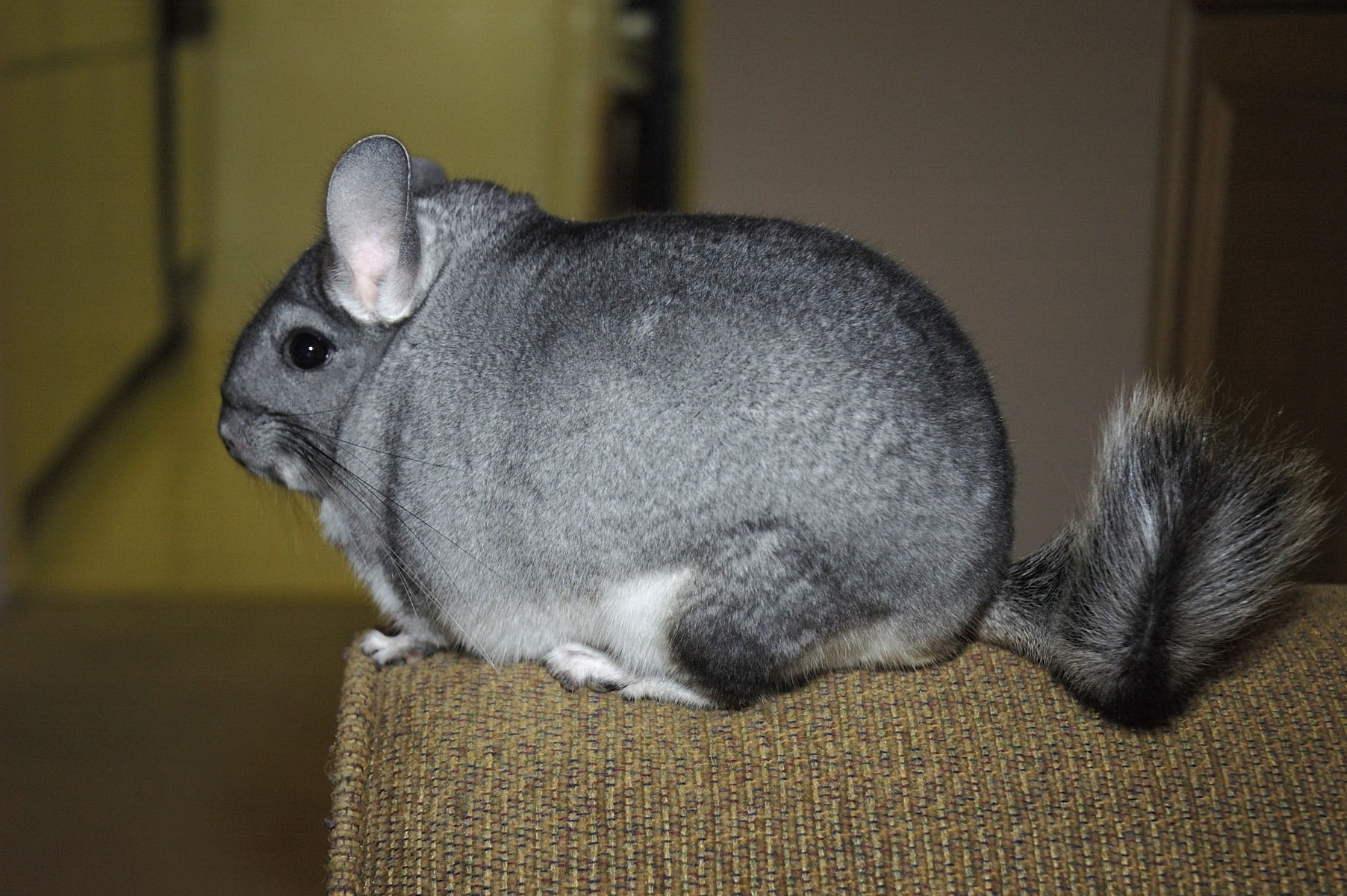 side view, close-up, rabbit - animal, fluffy, rodent, chinchilla, young Animal, sitting, fur, whisker, domestic, mammal, beautiful, small, one Animal, pets, HD Wallpaper