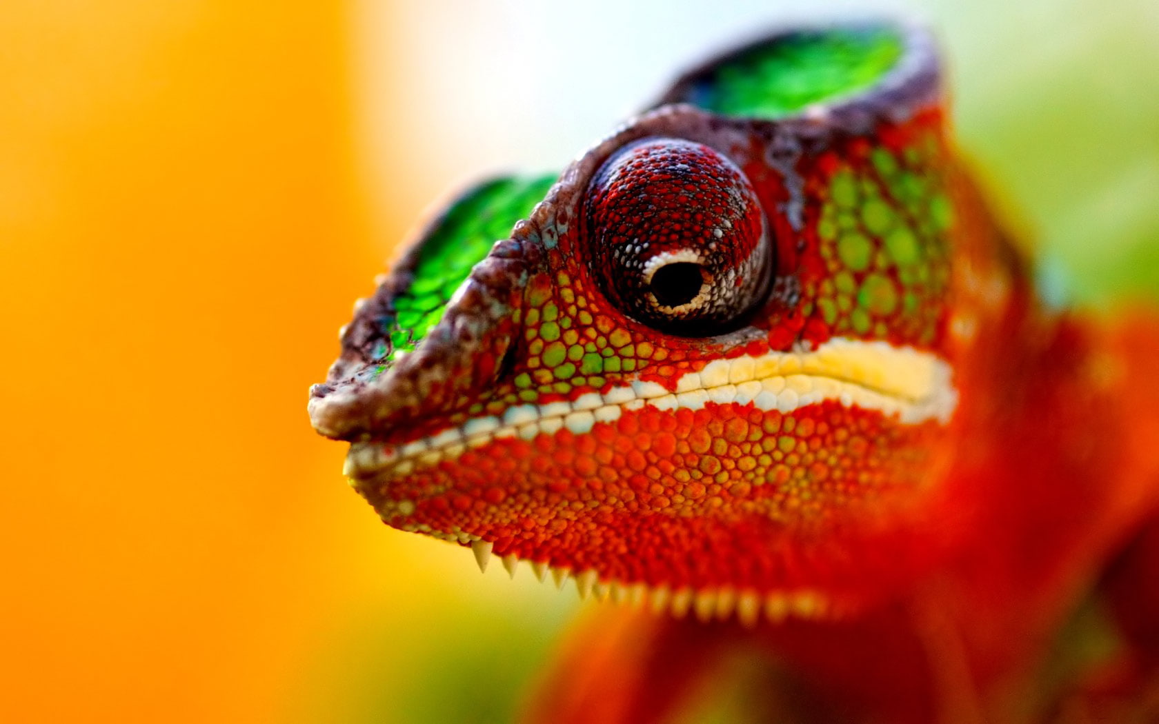 animals, 720P, hd, lizard, green, chameleon, red, macro, HD Wallpaper