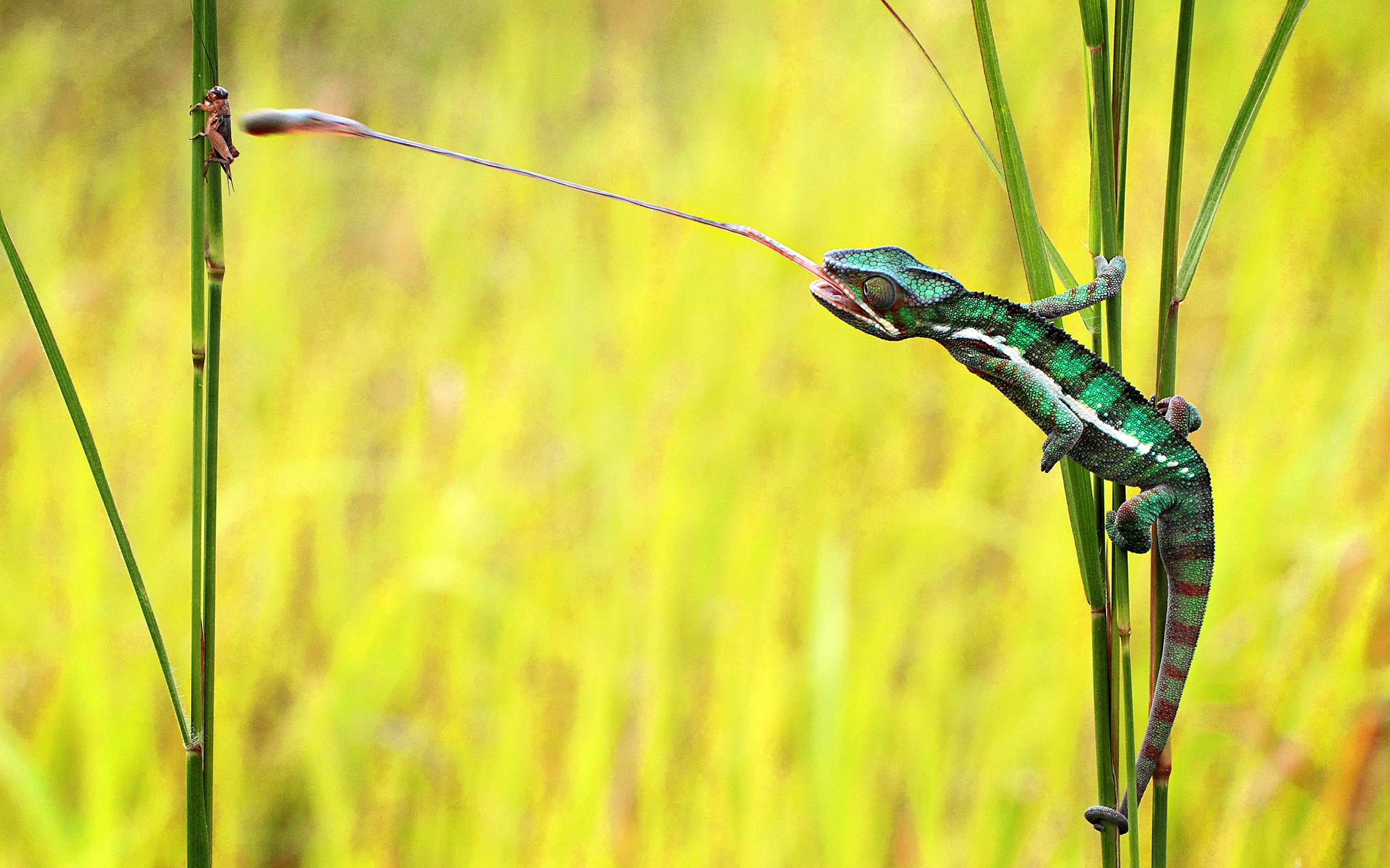 stop, tongue, hd, 2K, lizard, animals, grasshopper, chameleon, action, HD Wallpaper
