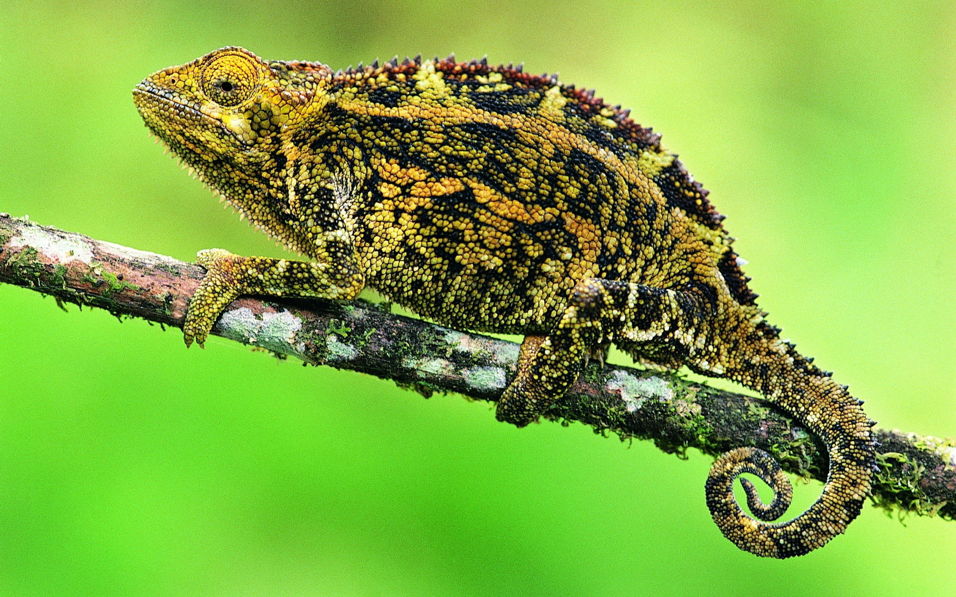 beauty In Nature, focus on foreground, animal, close-up, animals In The Wild, reptile, plant, color Image, 1080P, no People, macro, madagascar, camouflage, HD Wallpaper