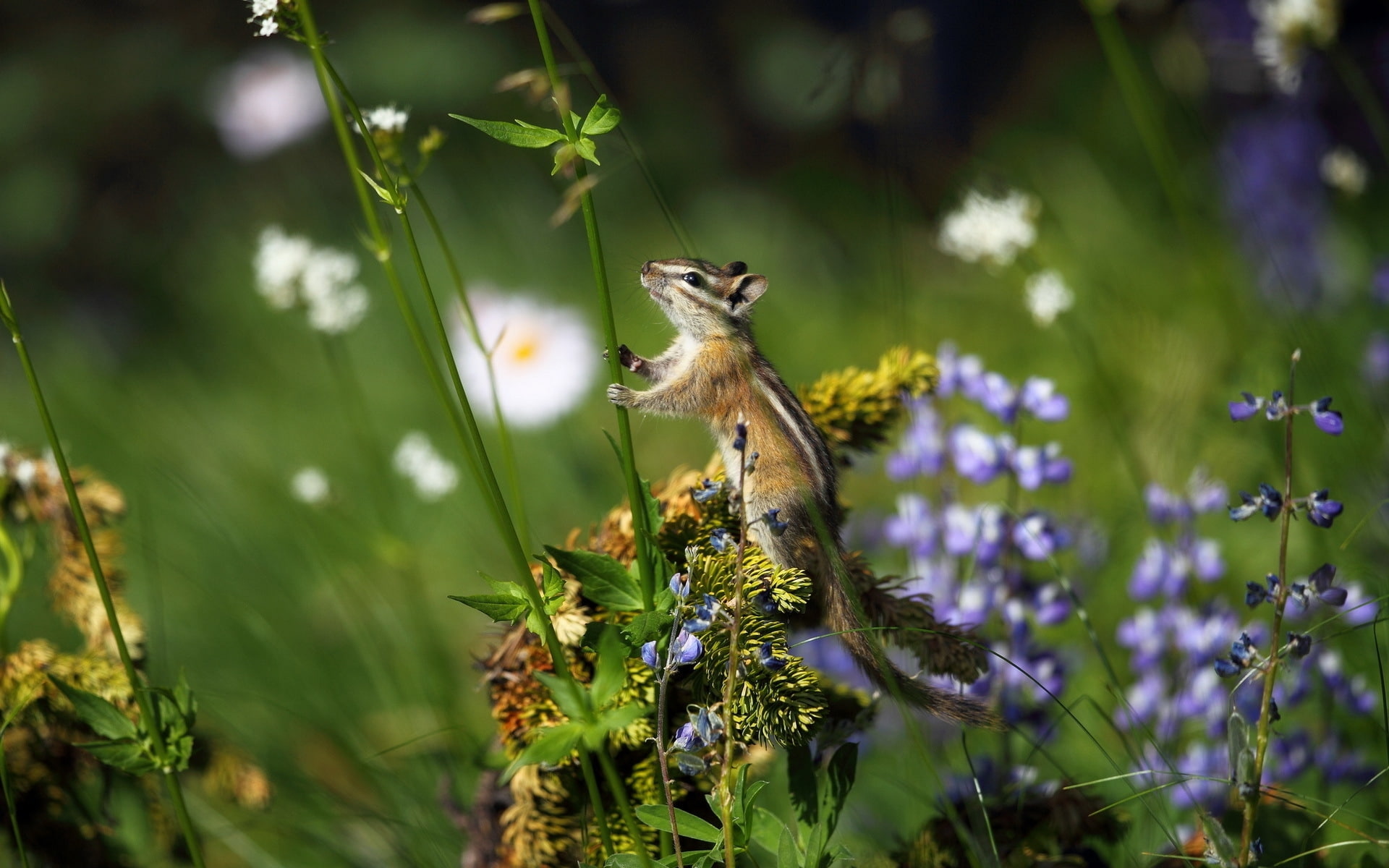 little, black, squirrel, chipmunk, brown, 1080P, white, HD Wallpaper