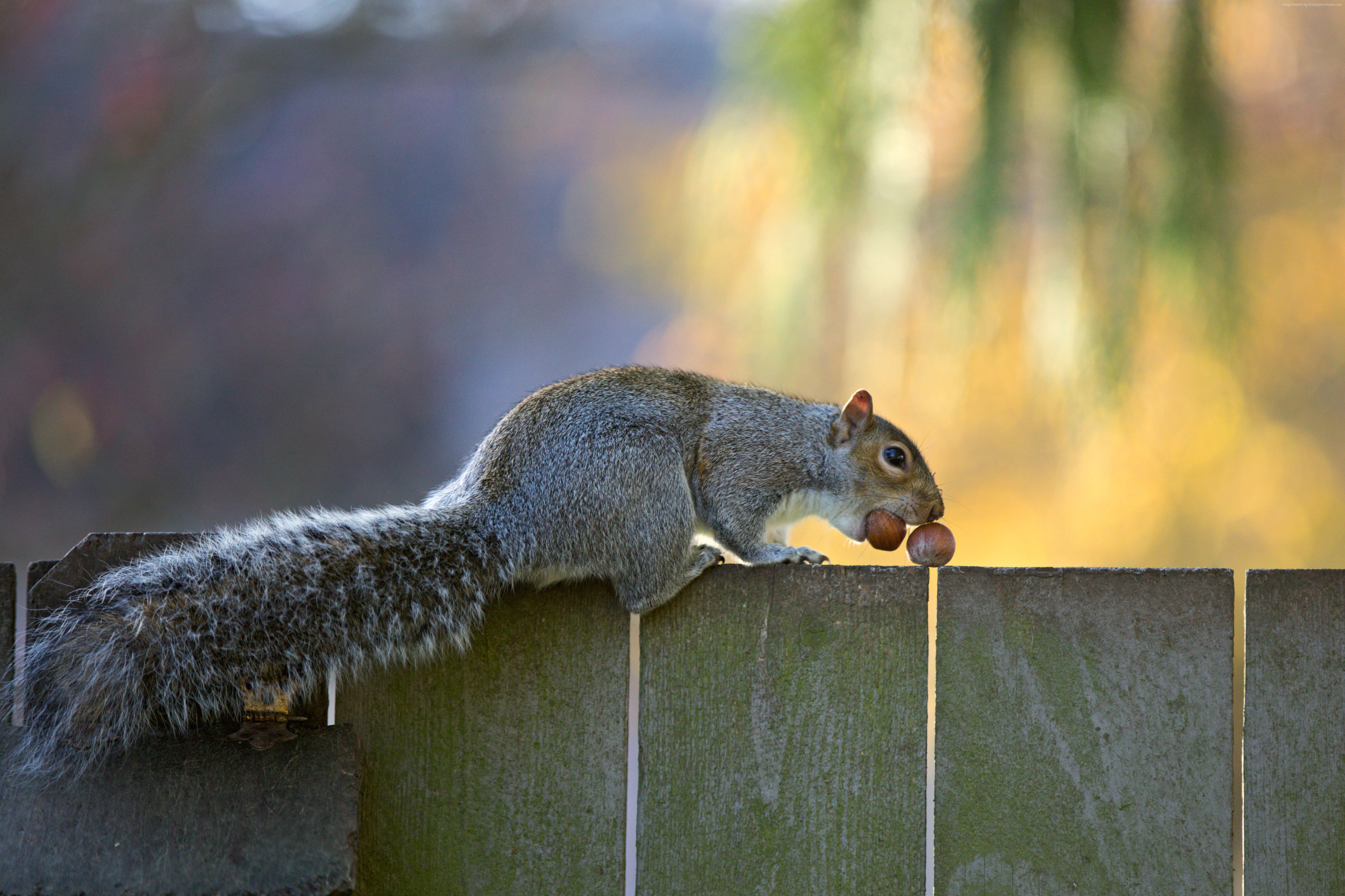 5K, Squirrel, cute animals, funny, HD Wallpaper