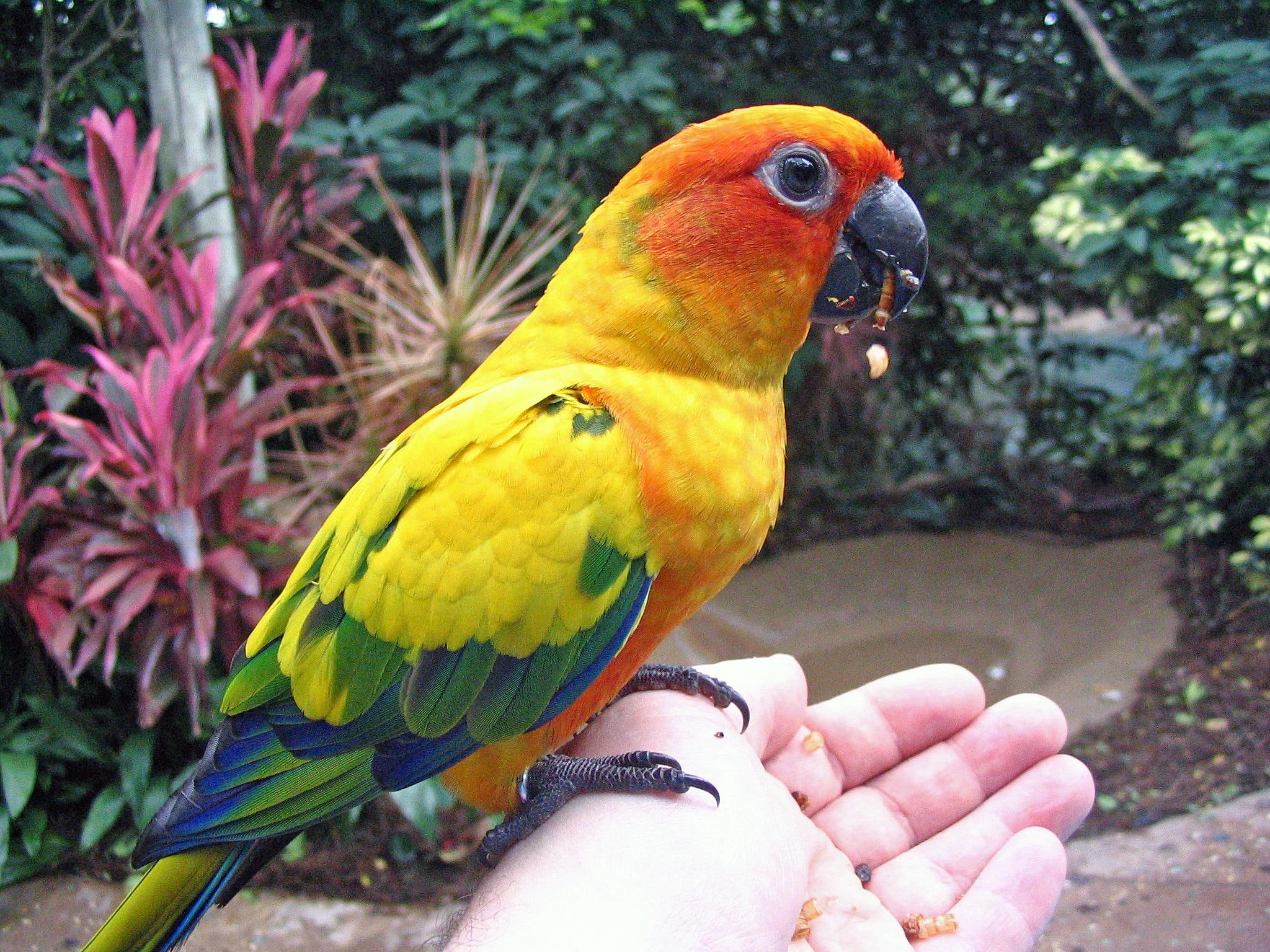yellow, yum, multi, colored, tasty, tropical, animals, colorful, worm, bird, orange, parrot, 1080P, HD Wallpaper