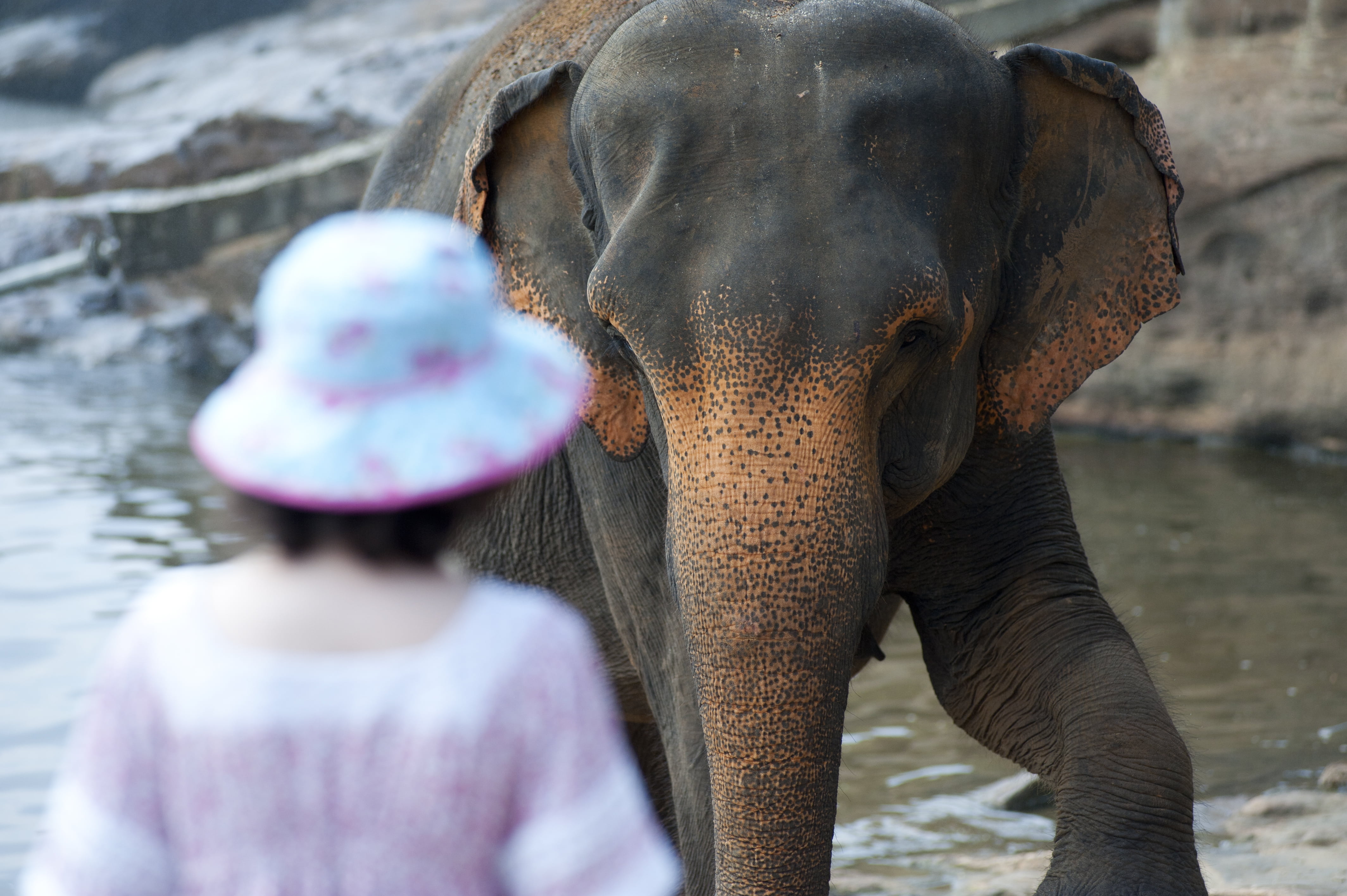 tourism, outdoors, animal Trunk, affection, travel, asia, indian elephant, vertebrate, mammal, animal body part, back view, togetherness, bathing, asian elephant, HD Wallpaper
