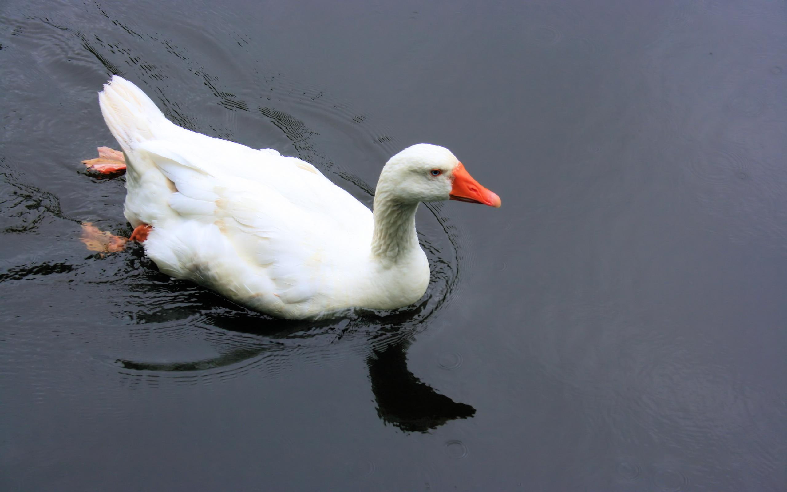 animals, animal, duck, 2K, row, water, HD Wallpaper
