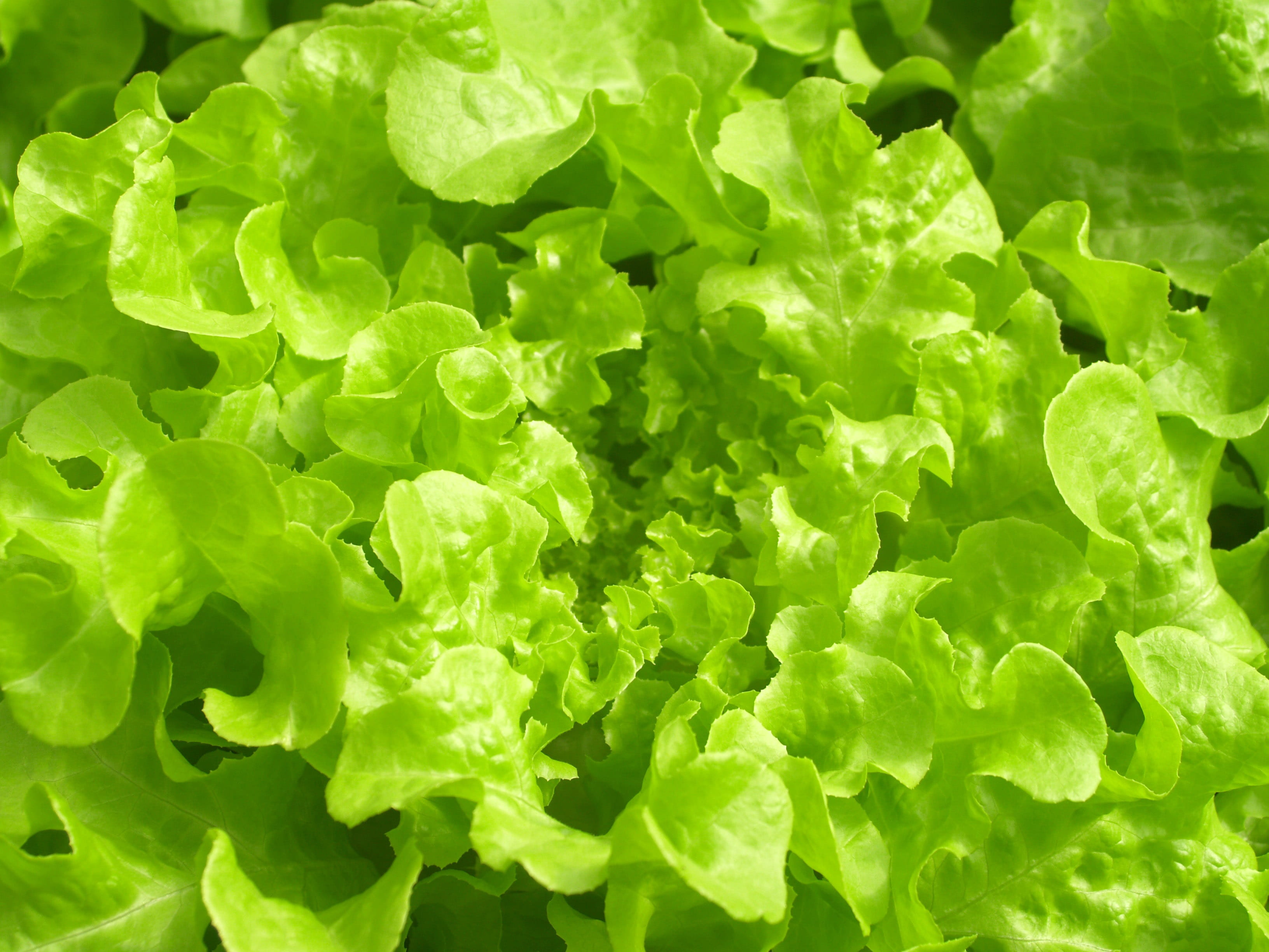 nature, environment, material, plant part, grow, young, good, wellbeing, fiber, leaf vegetable, Produce, growth, farm, healthcare, fried, organic, vegetarian food, HD Wallpaper