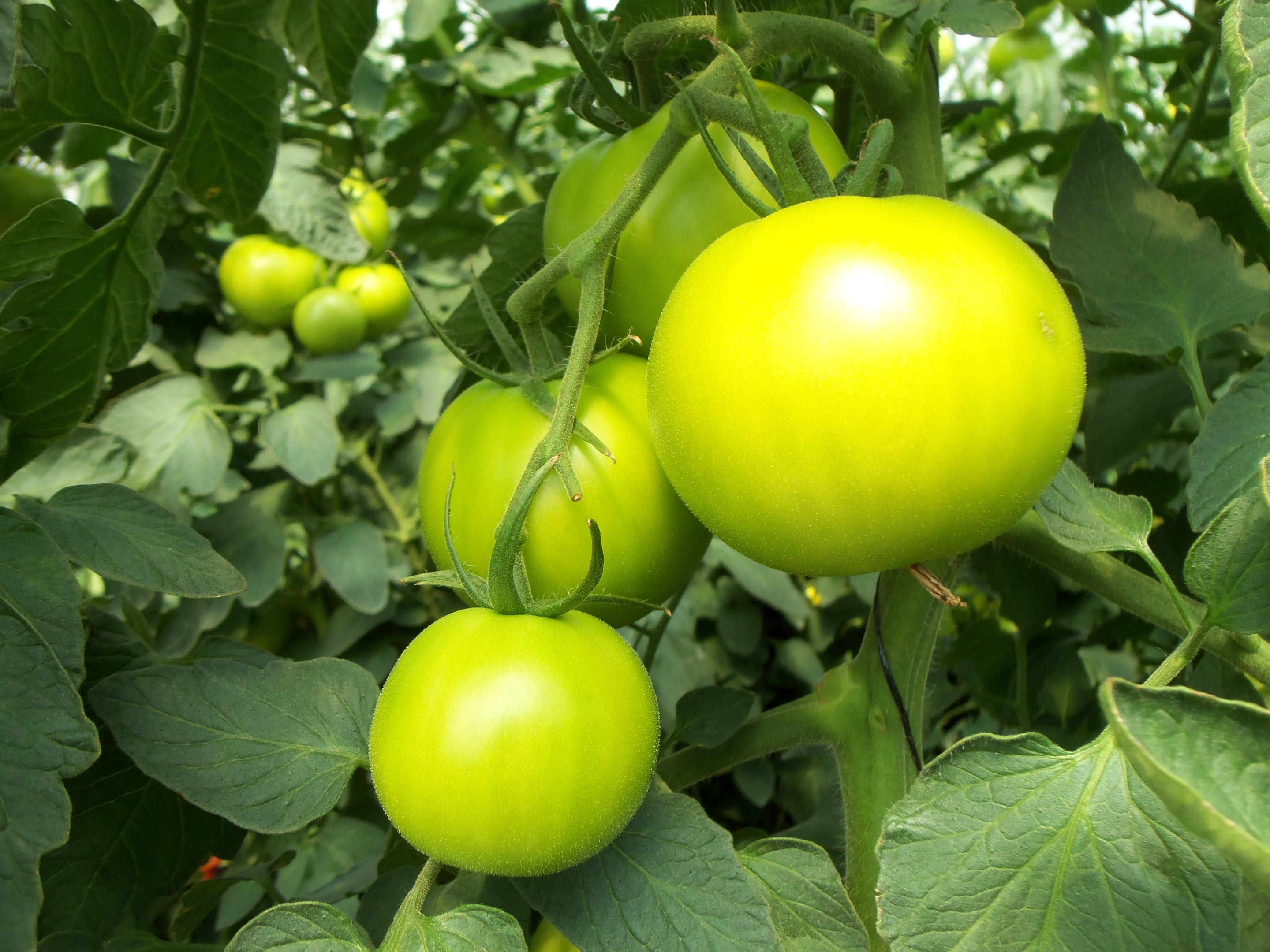 orchard, day, vegetable, hydroponics, close-up, unripe, vegetables, green hause, pepper, wellbeing, leaves, green color, growth, tree, nature, plant part, HD Wallpaper
