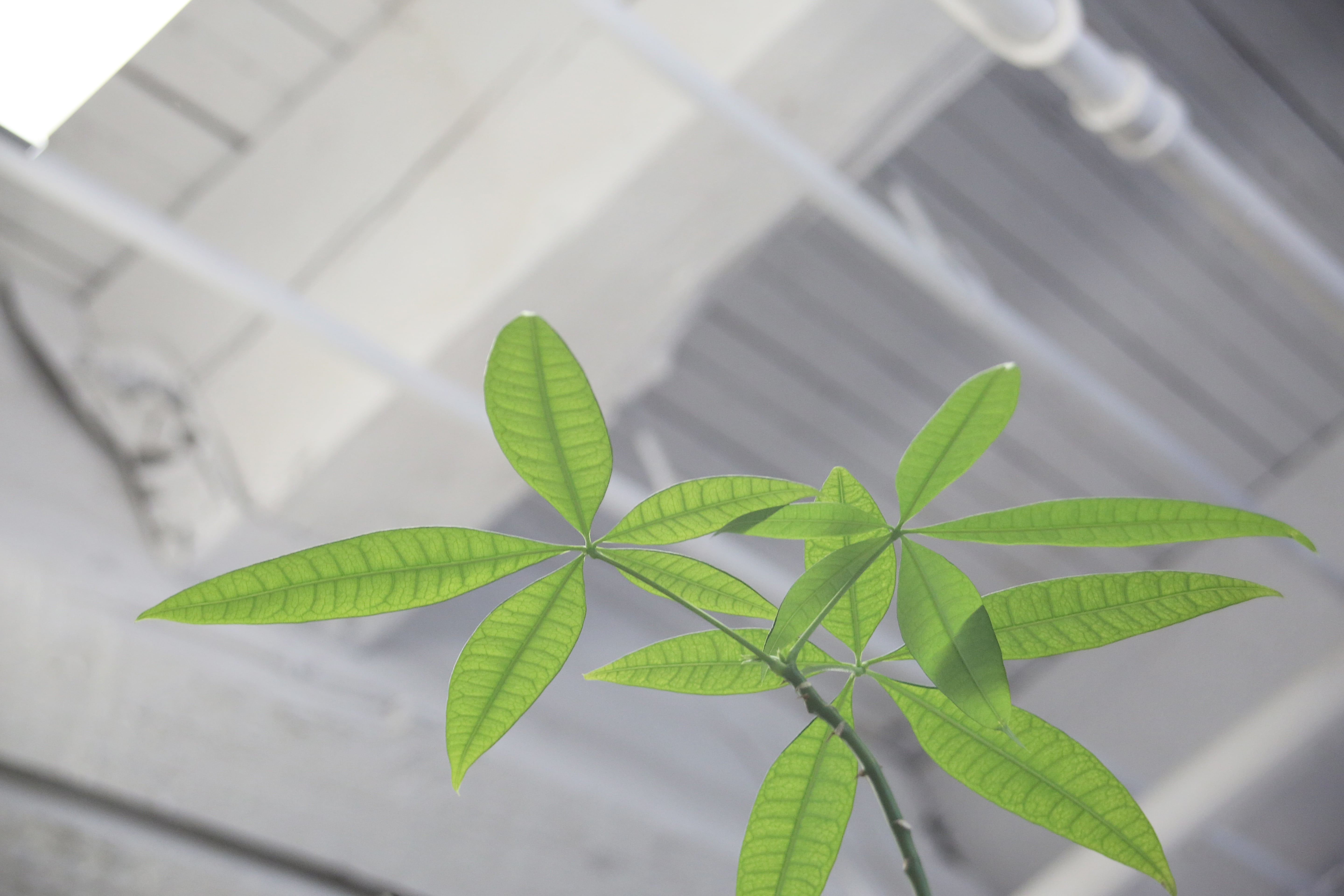 potted plant, organic, outdoors, plant part, plant, greenhouse, freshness, 5K, directly above, ecology, environment, green color, no people, leaf, hydroponics, HD Wallpaper