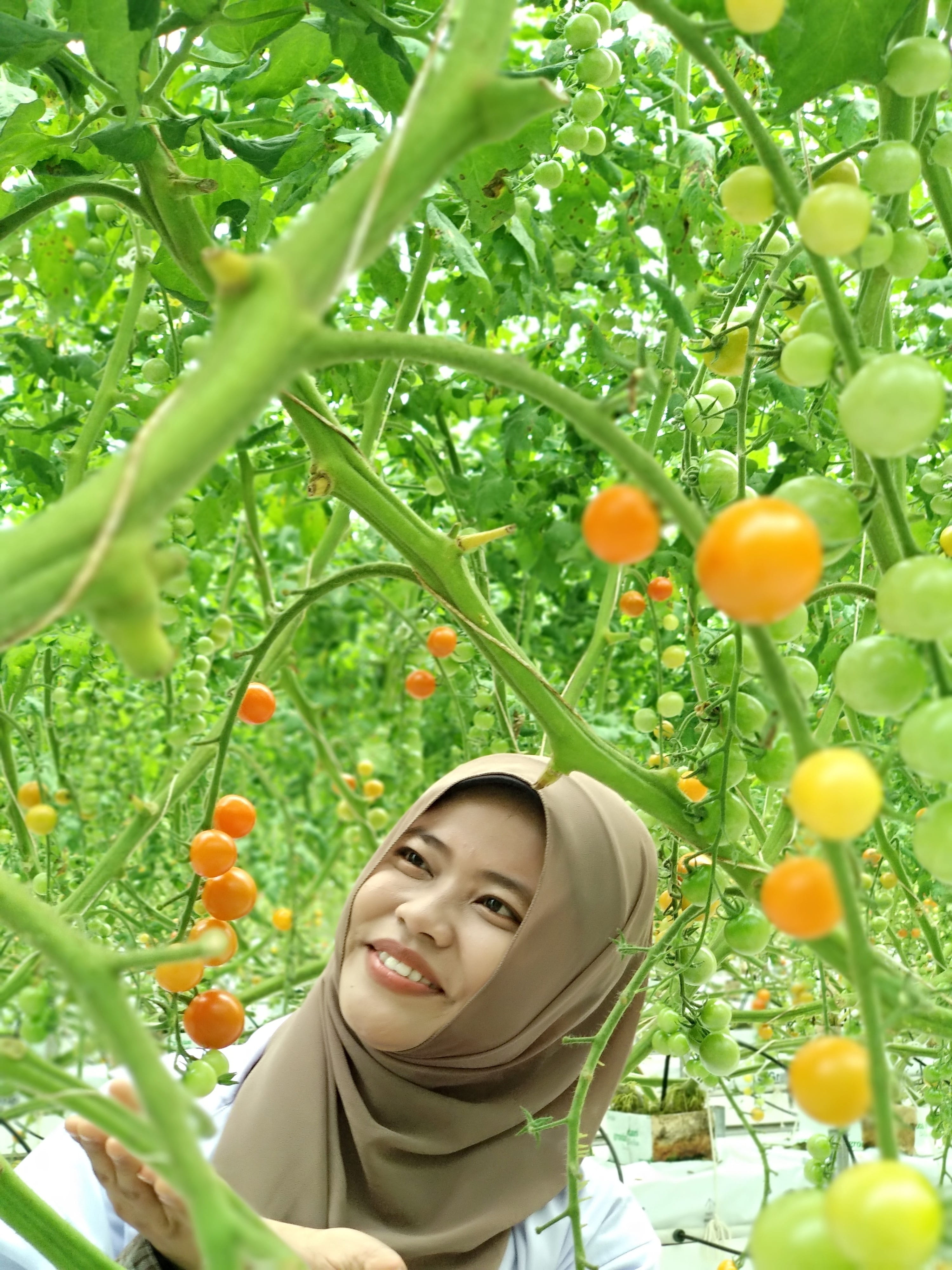 agriculture, cherry tomatoes, young adult, leisure activity, nature, front view, day, smiling, women, portrait, greenhouse, young women, vegetable, vegetarian, Phone HD Wallpaper