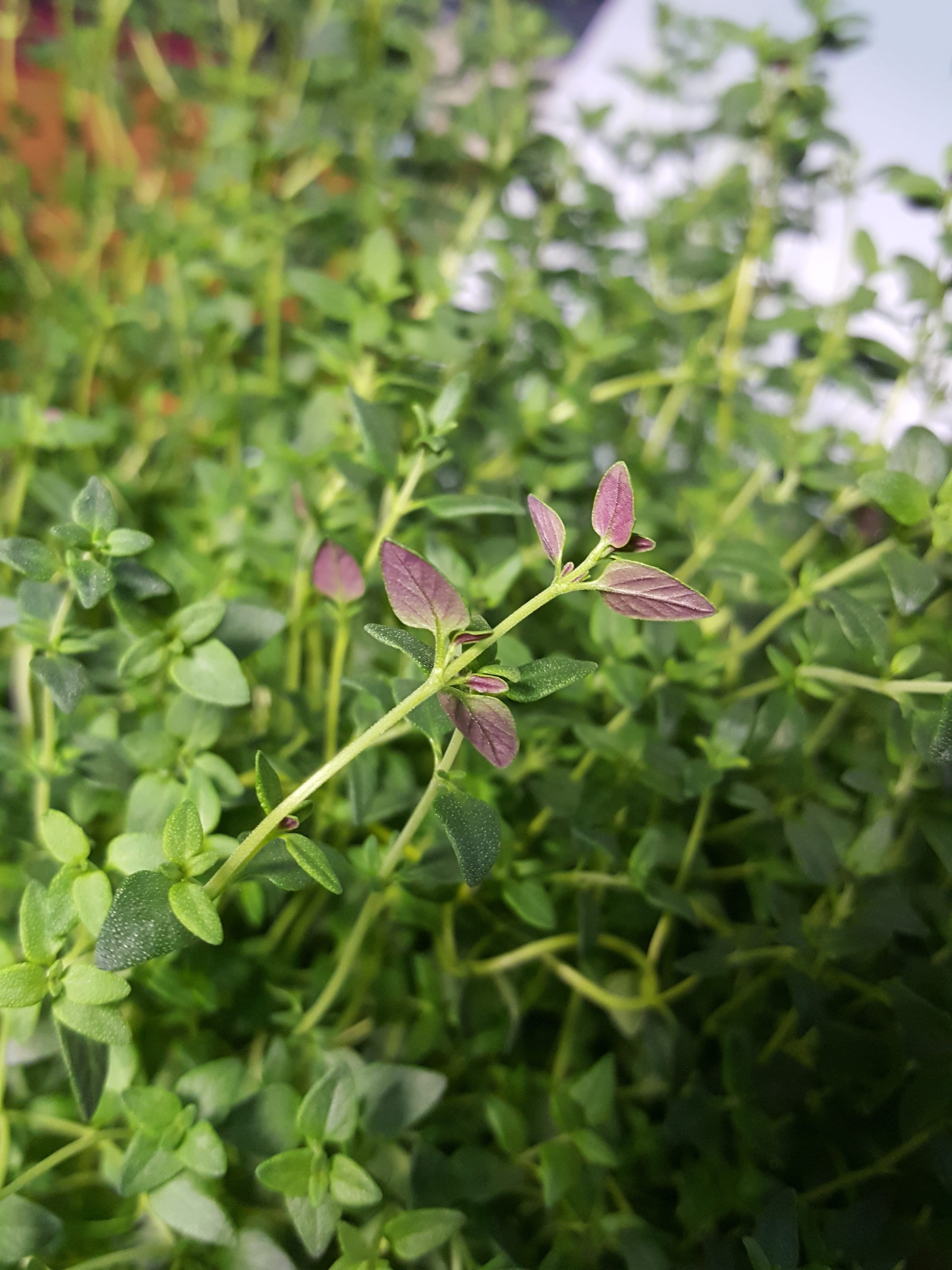 indoor, petal, green color, vulnerability, hydroponic, flower, freshness, purple, beauty in nature, plant, flowering plant, 4K, thyme, vegetable, growth, Phone HD Wallpaper