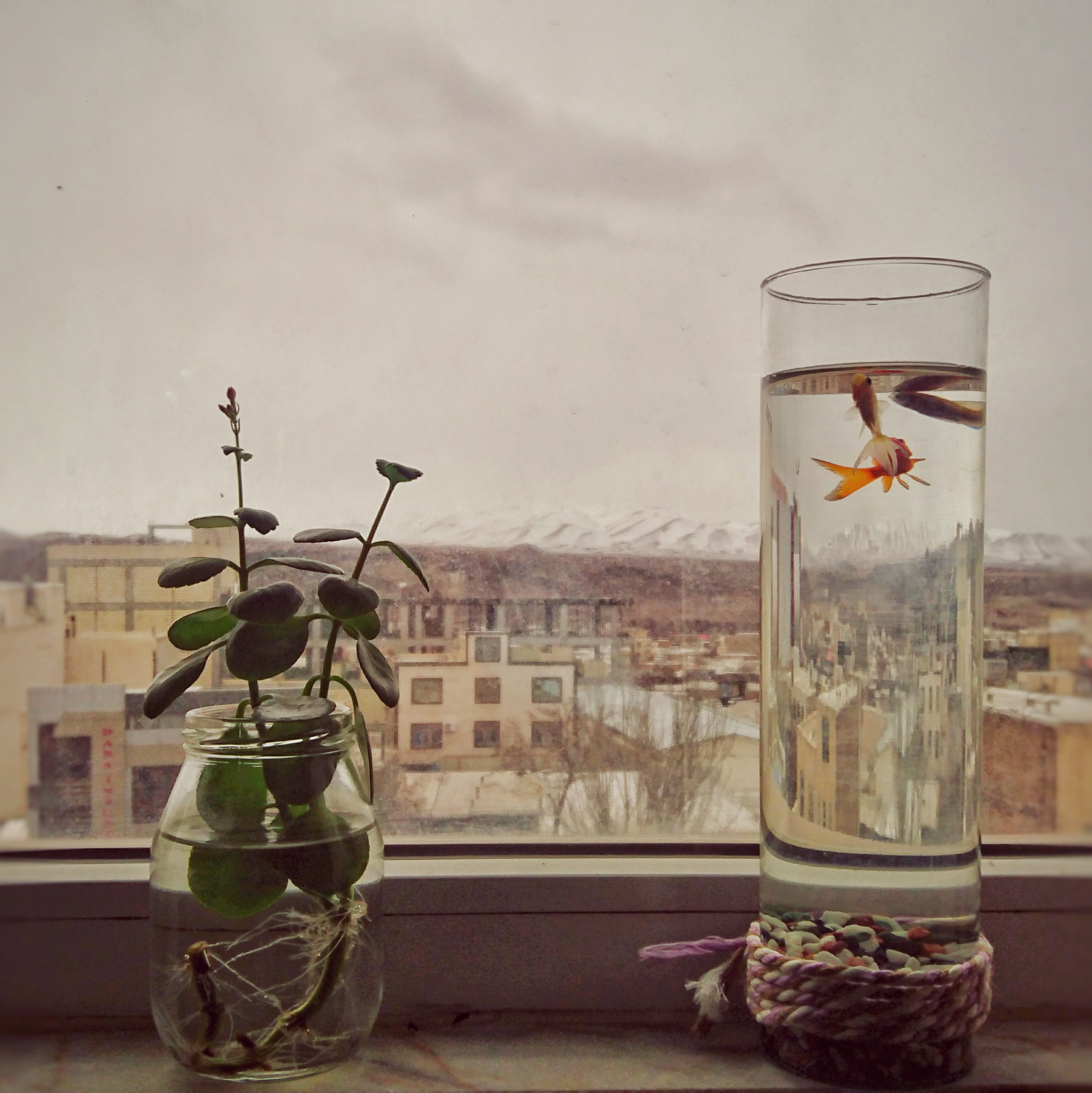 bird, transportation, jug, bike, jar, water, vehicle, window, animal, no people, nature, drink, food and drink, transparent, furniture, home decor, beverage, Phone HD Wallpaper