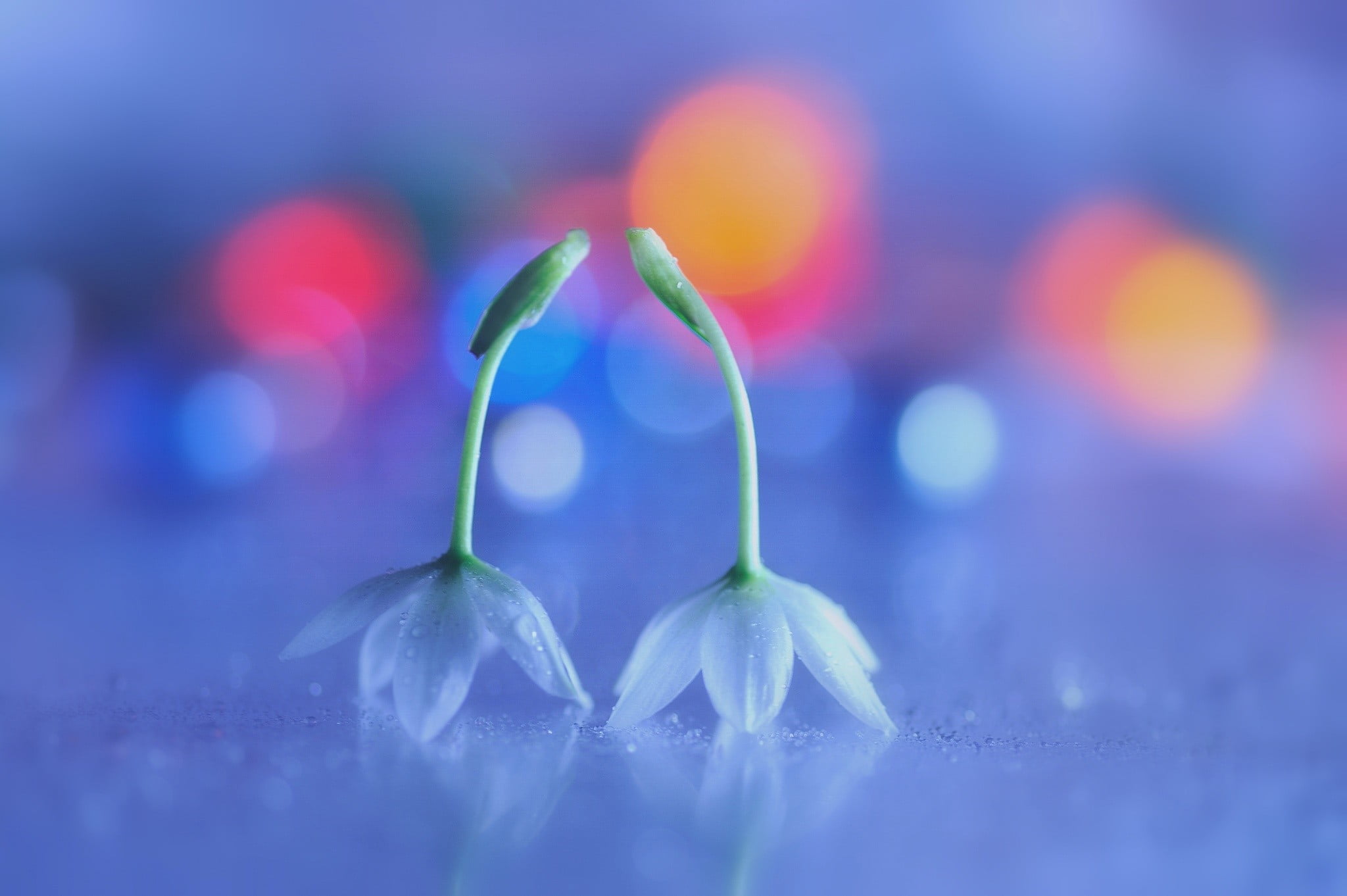 close-up, purple, drop, outdoors, cold temperature, winter, freshness, focus on foreground, beauty in nature, extreme close-up, flower, softness, blue, HD Wallpaper