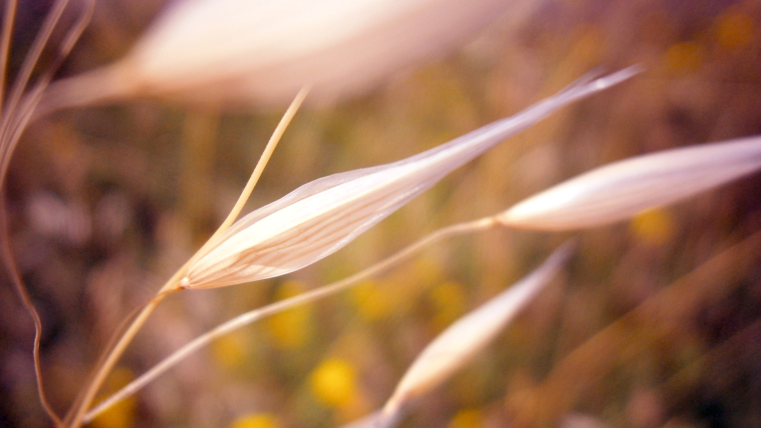 2K, fragility, white flowers, day, grass, land, softness, flowering plant, depth of field, bokeh, plants, flower, cereal plant, focus on foreground, outdoors, HD Wallpaper