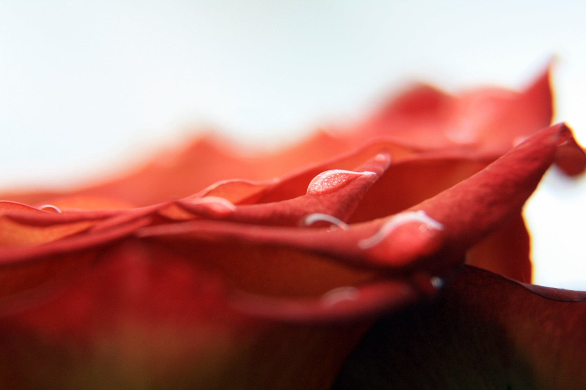 nature, indoors, beauty, 1080P, rose, closeup, extreme close-up, studio shot, freshness, flowers, copy space, food, food and drink, macro, selective focus, HD Wallpaper