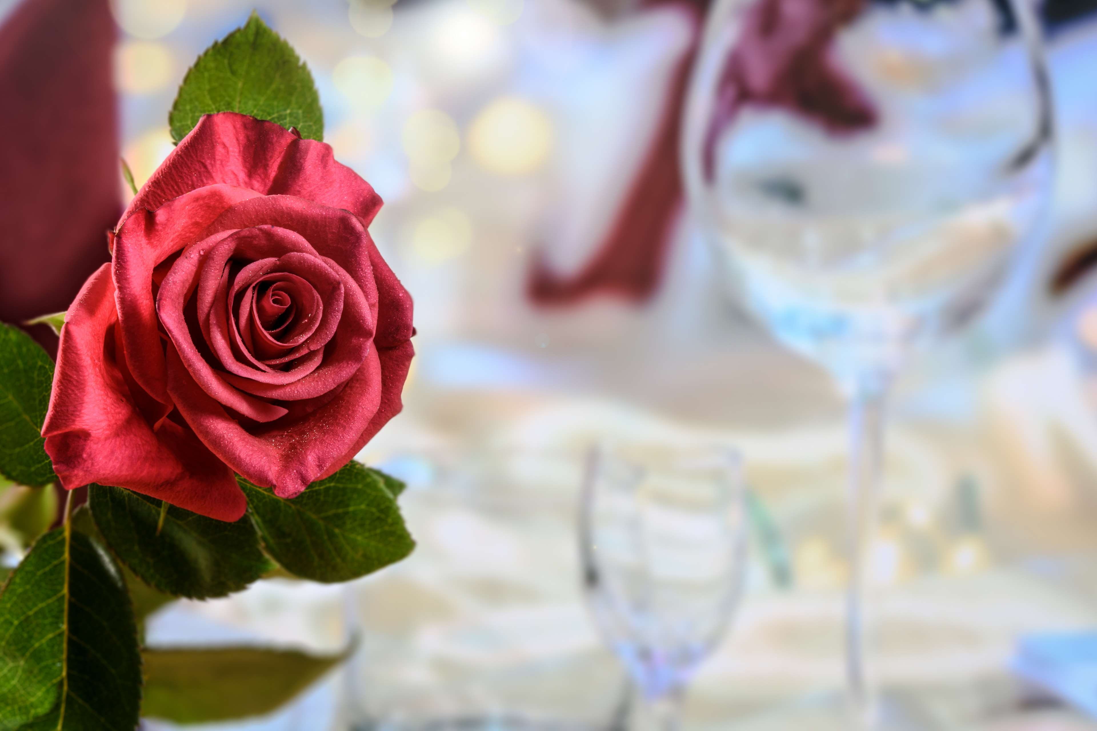 flower, focus on foreground, fragility, red, plant, beautiful, inflorescence, rose - flower, wine, flowering plant, flower arrangement, no people, flower head, HD Wallpaper