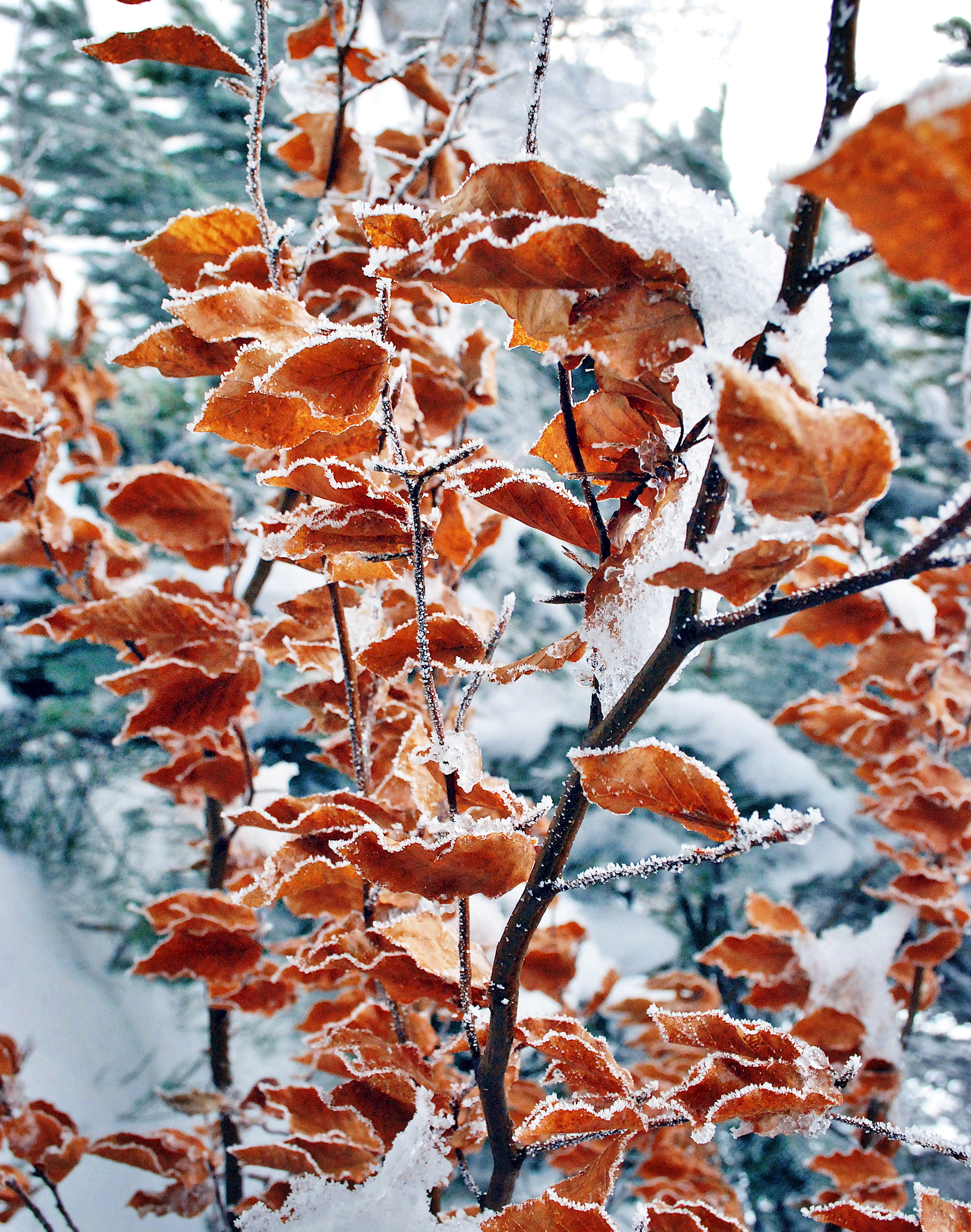 winter, focus on foreground, plant, icicle, orange color, weather, blizzard, no people, tree, frost, branch, leaf, growth, covered, forest, 2K, frozen, Phone HD Wallpaper