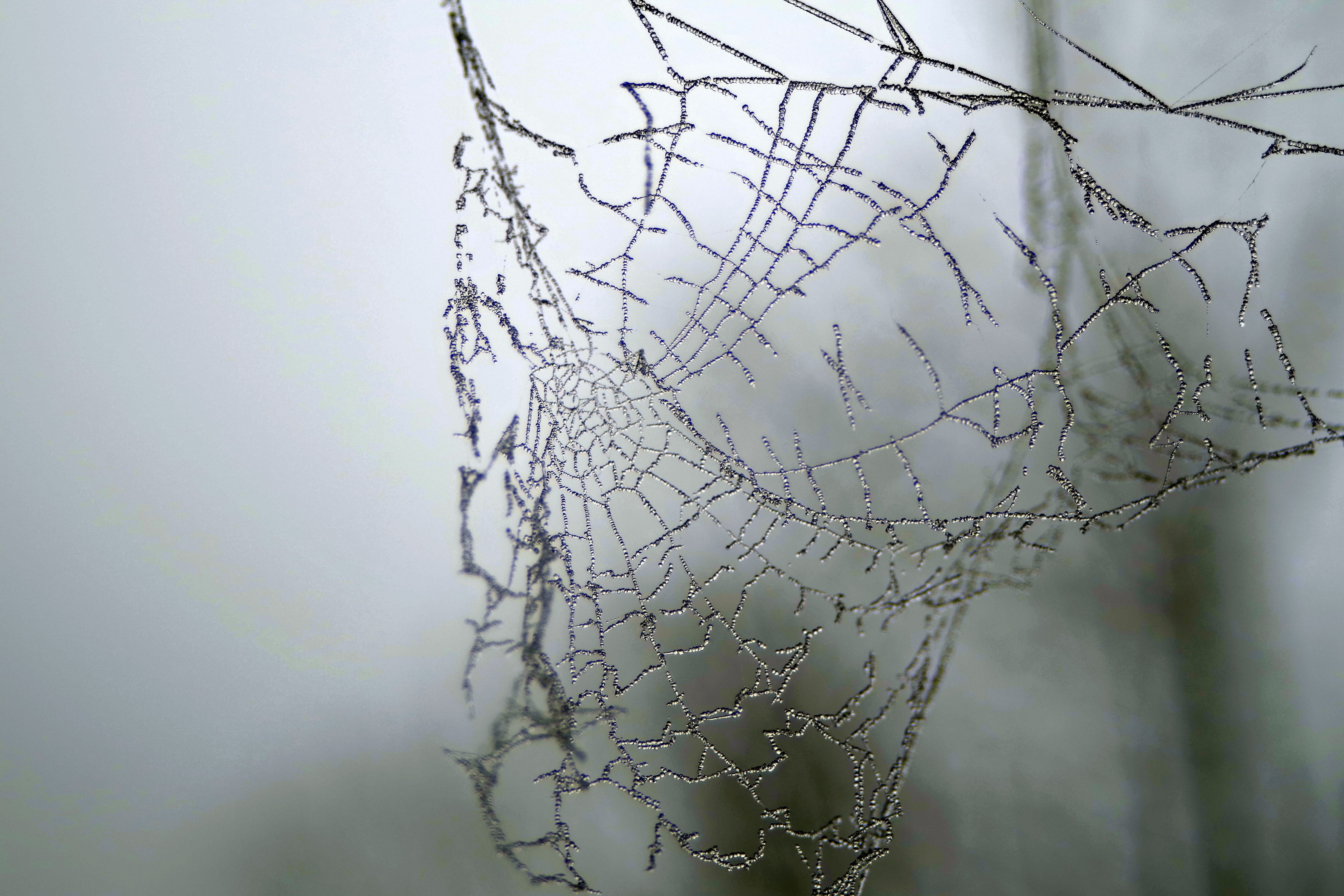 frozen, cold, delicate, cobweb, spiderweb, garlands, nature, misty, beauty in nature, fog, frost, cold temperature, winter, autumn, crystals, no people, HD Wallpaper