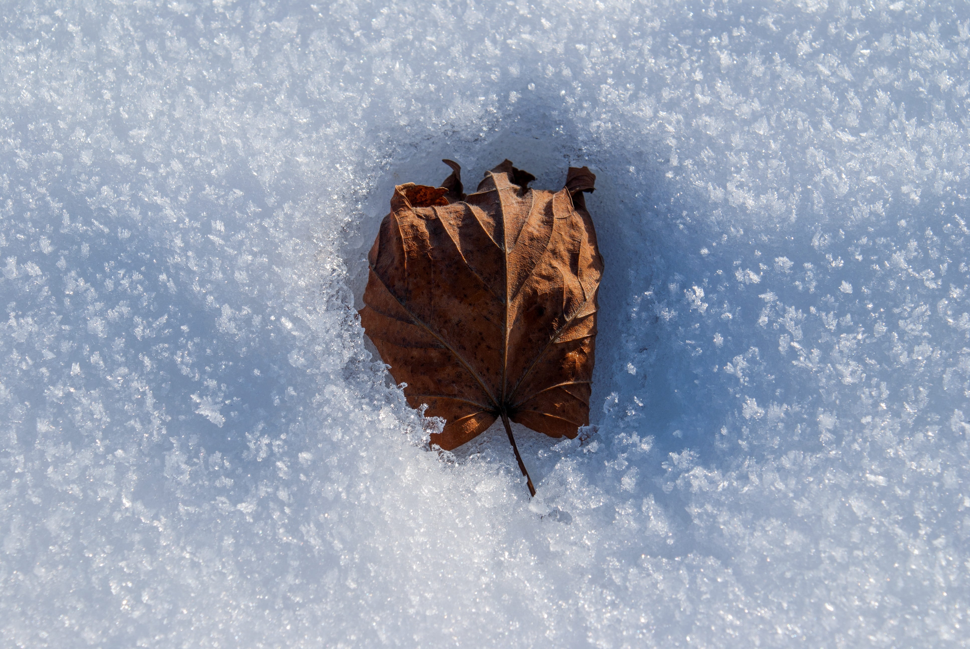 white, beauty in nature, Leaf, close-up, Snow, day, directly above, Dead, zers, brown, cold - Temperature, foliage, 4K, dry, frozen leaf, animal wildlife, HD Wallpaper