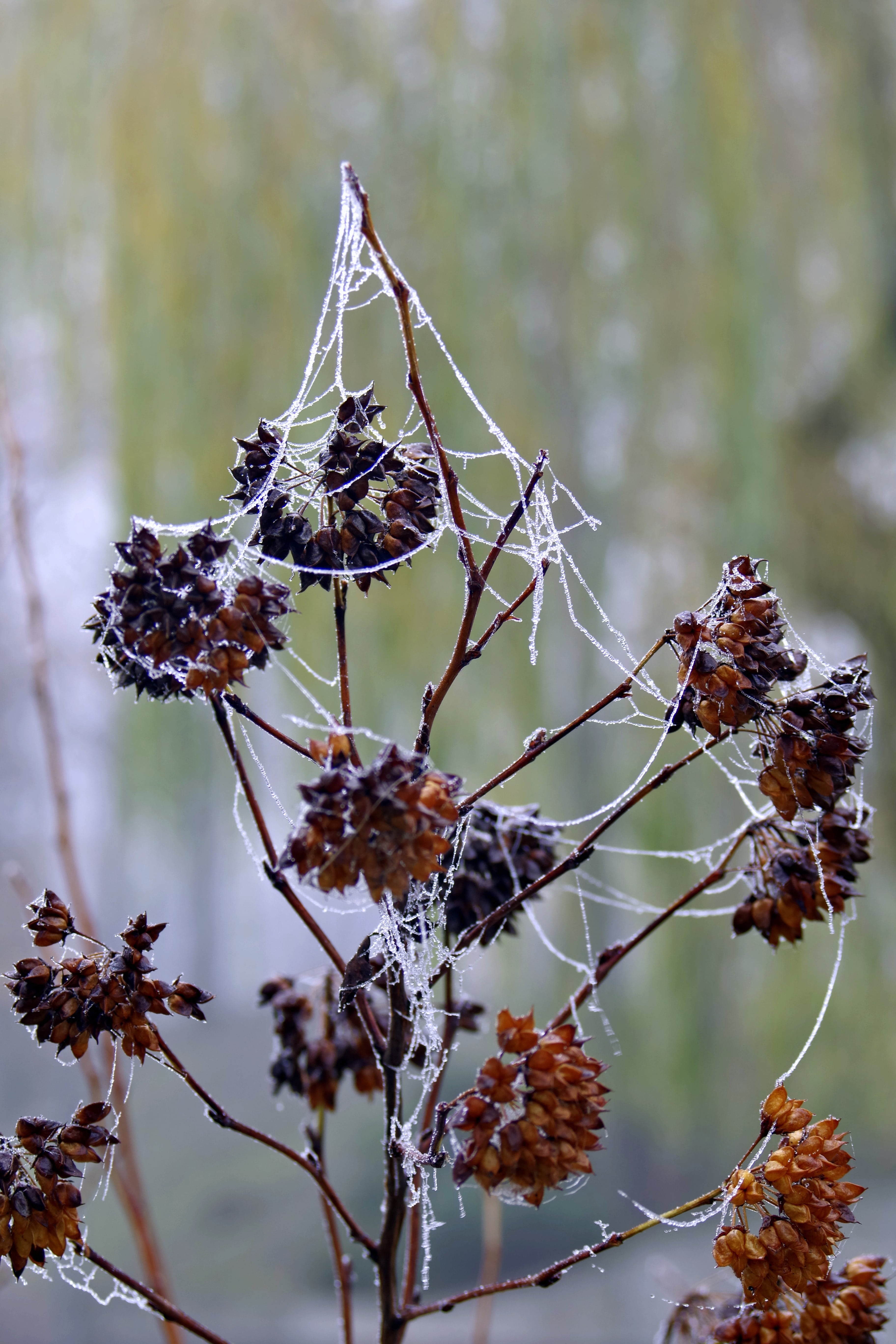 day, flower, frosted, garlands, close-up, growth, ice crystals, crystals, frost, frosty, plant, cobweb, drops, fragility, cold temperature, freshness, food, Phone HD Wallpaper