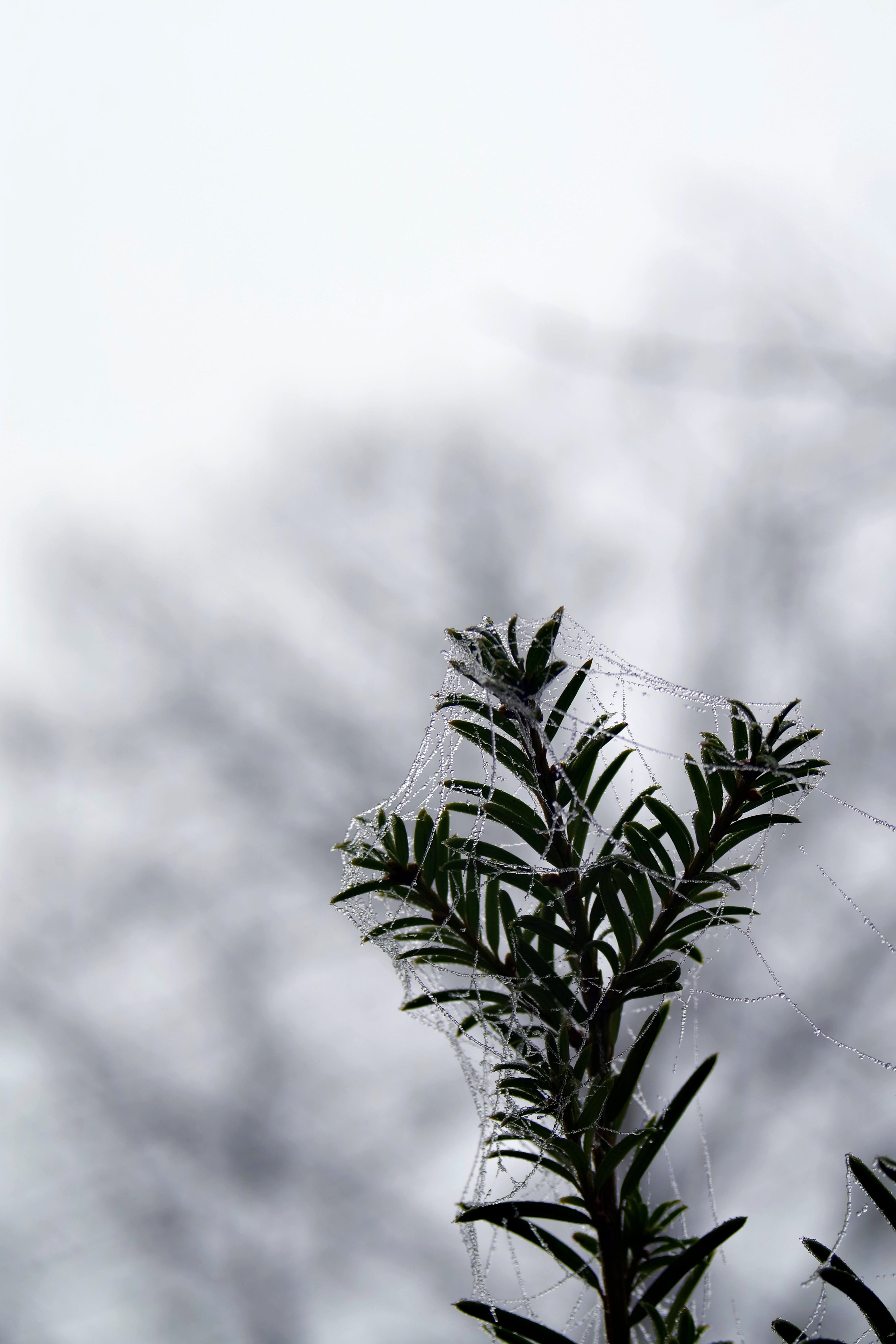 zers, frosty, outdoors, autumn, no people, plant part, frost, ice crystals, food, cool, coniferous tree, drops, sky, garlands, frozen, green color, hard rime, Phone HD Wallpaper
