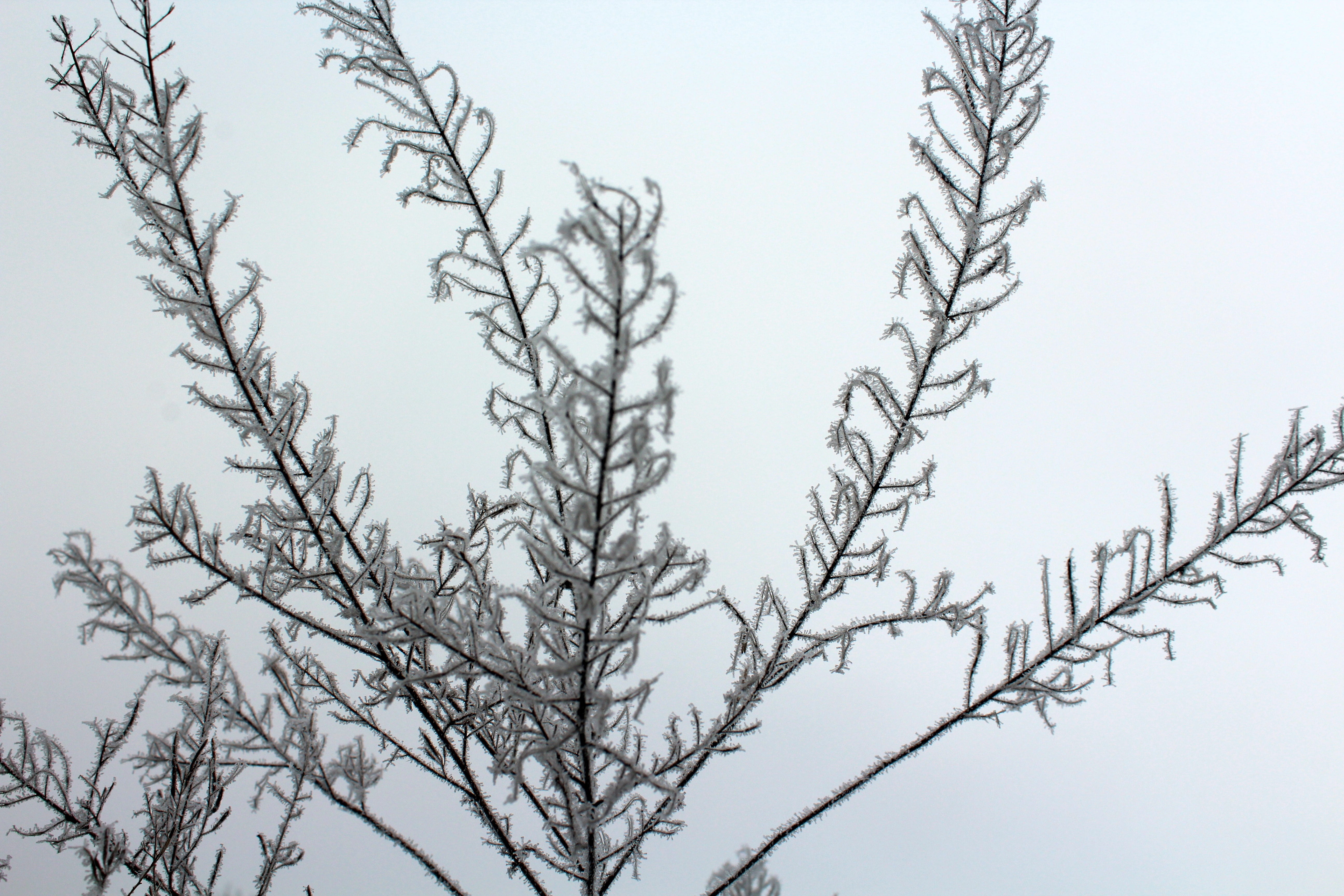 tranquility, dead, at the court of, nature, grass, cold, frozen leaf, scenics - nature, sky, low angle view, 5K, outdoors, day, bare tree, growth, february, HD Wallpaper