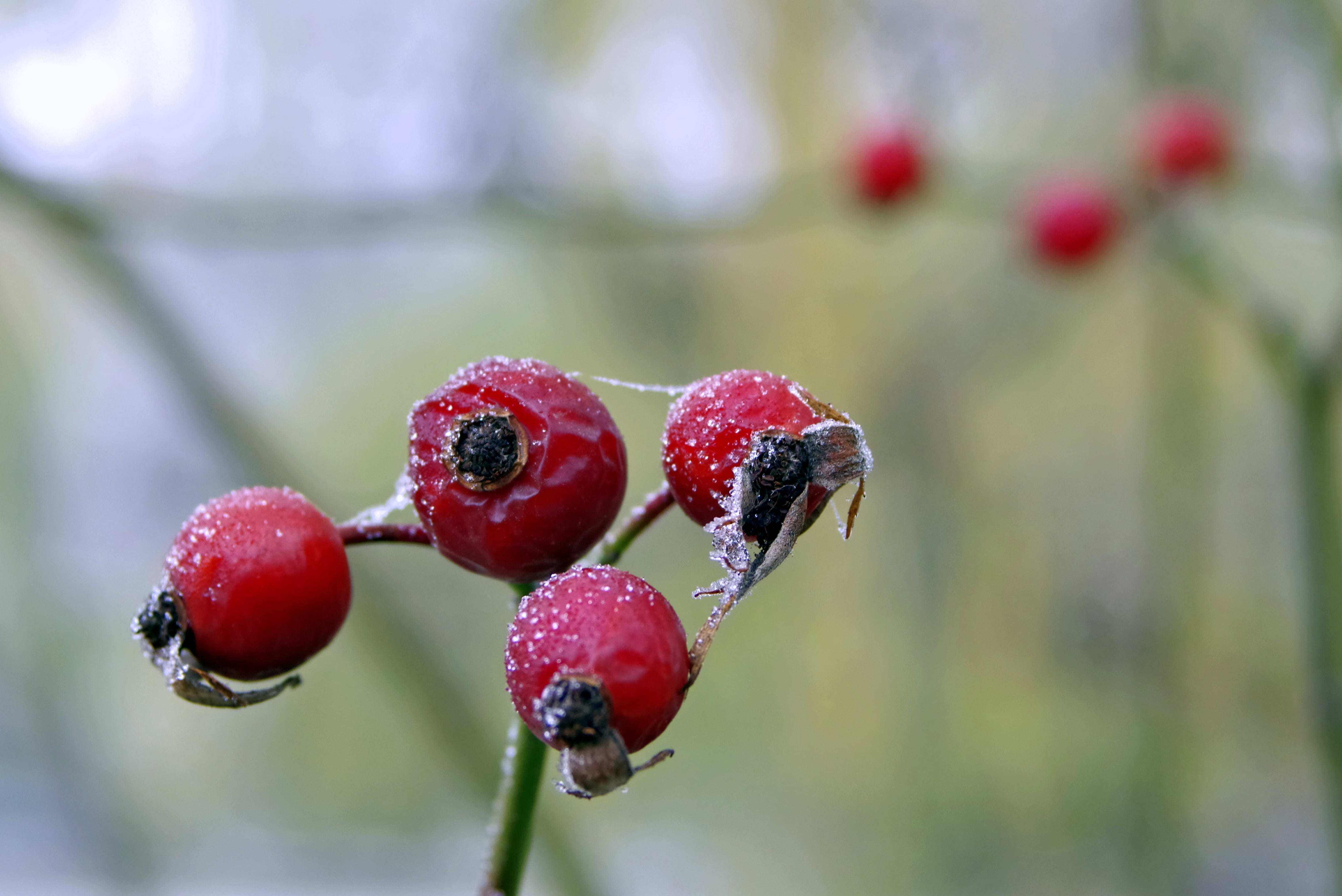 dew, not cold, food, no people, wild rose, wet, fruit, outdoors, red, beauty in nature, healthy eating, growth, red currant, focus on foreground, frost, HD Wallpaper
