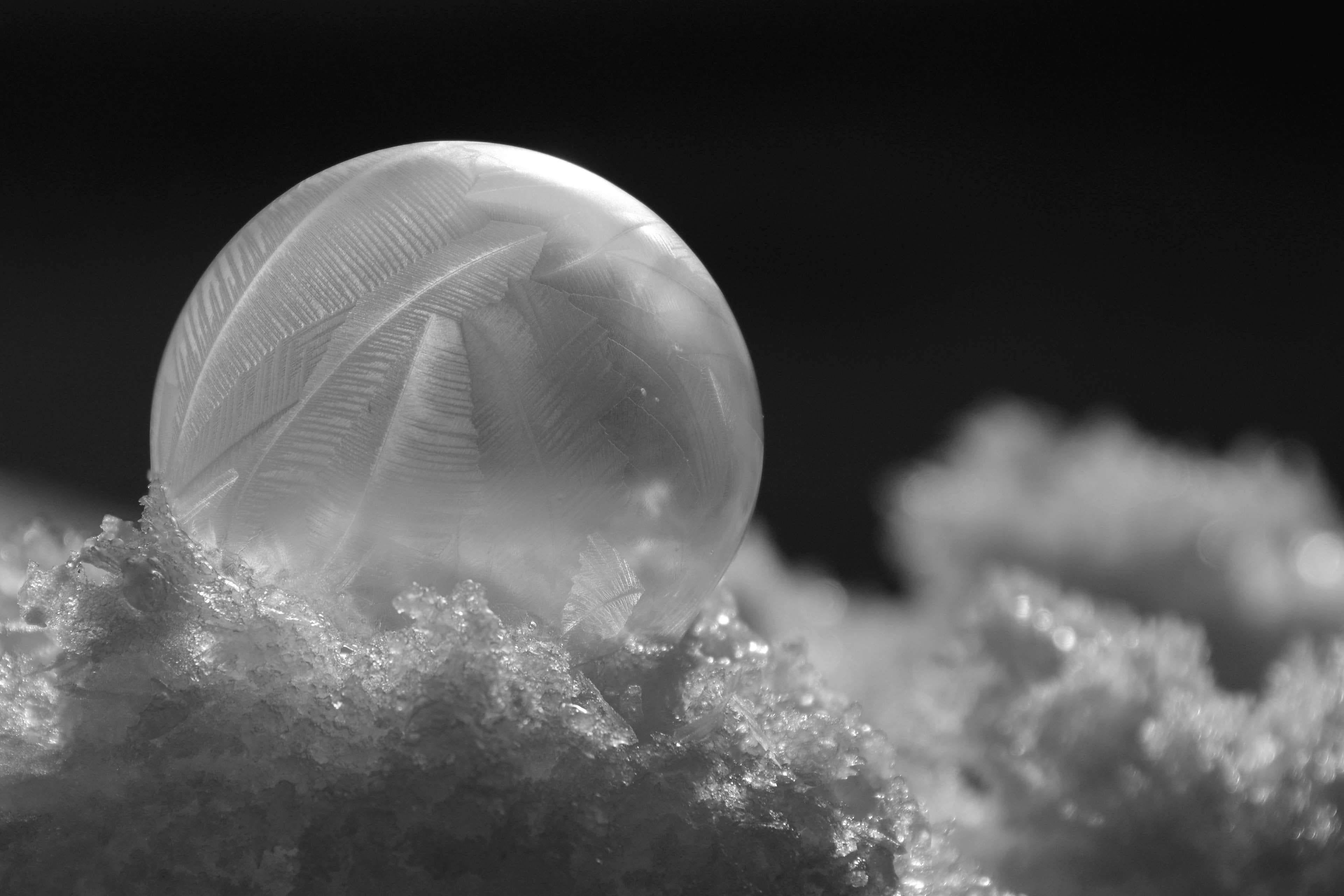 black background, ice, soap bubble, animal wildlife, animal, pattern, frozen bubble, animal themes, tree, animals in the wild, zer, still life, plant, sky, HD Wallpaper