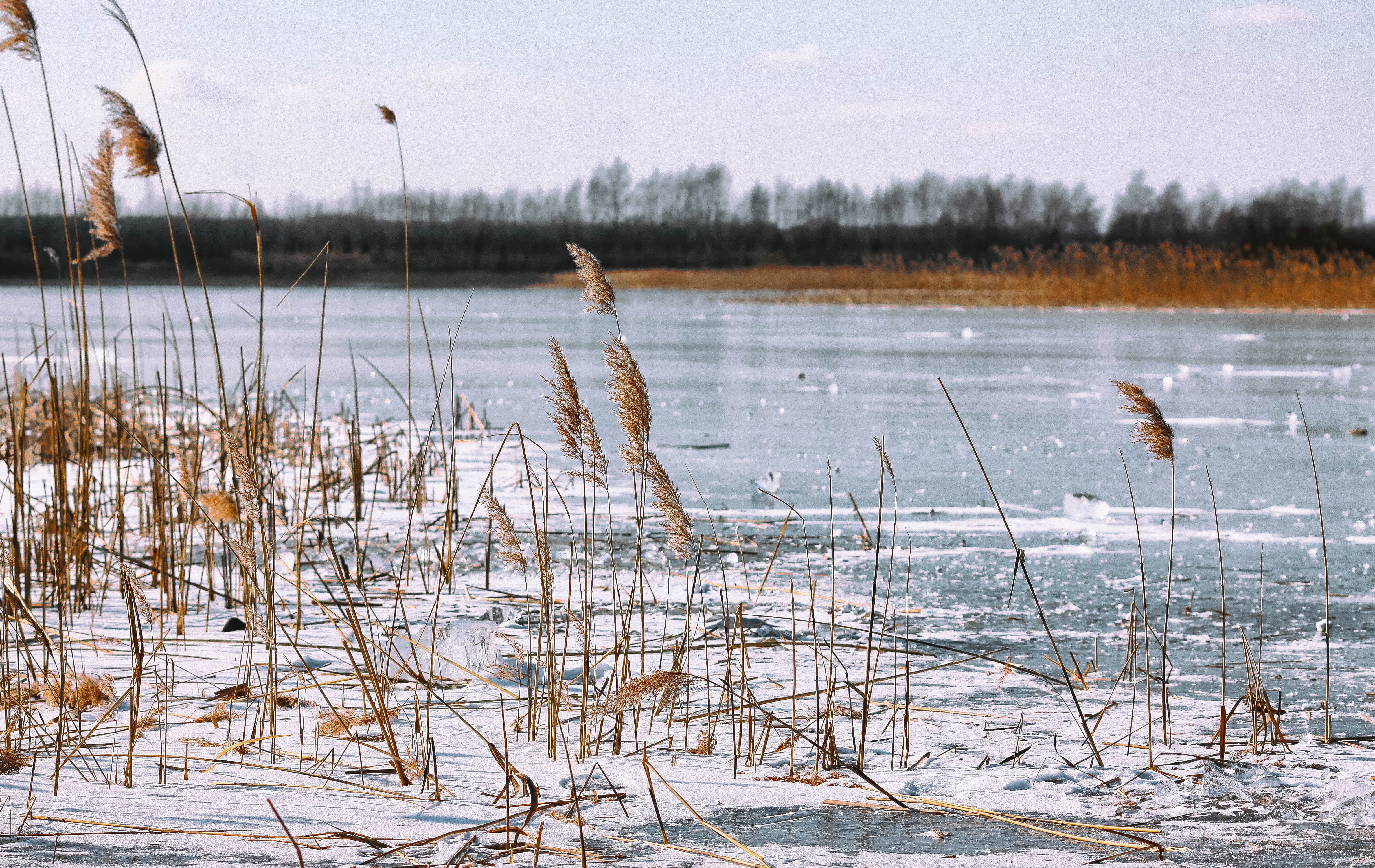 winter, ice, non-urban scene, lake, nature, 4K, snow, view, zers, plant, the purity of the, spacer, cold temperature, water, dead plant, monolithic part of the waters, HD Wallpaper