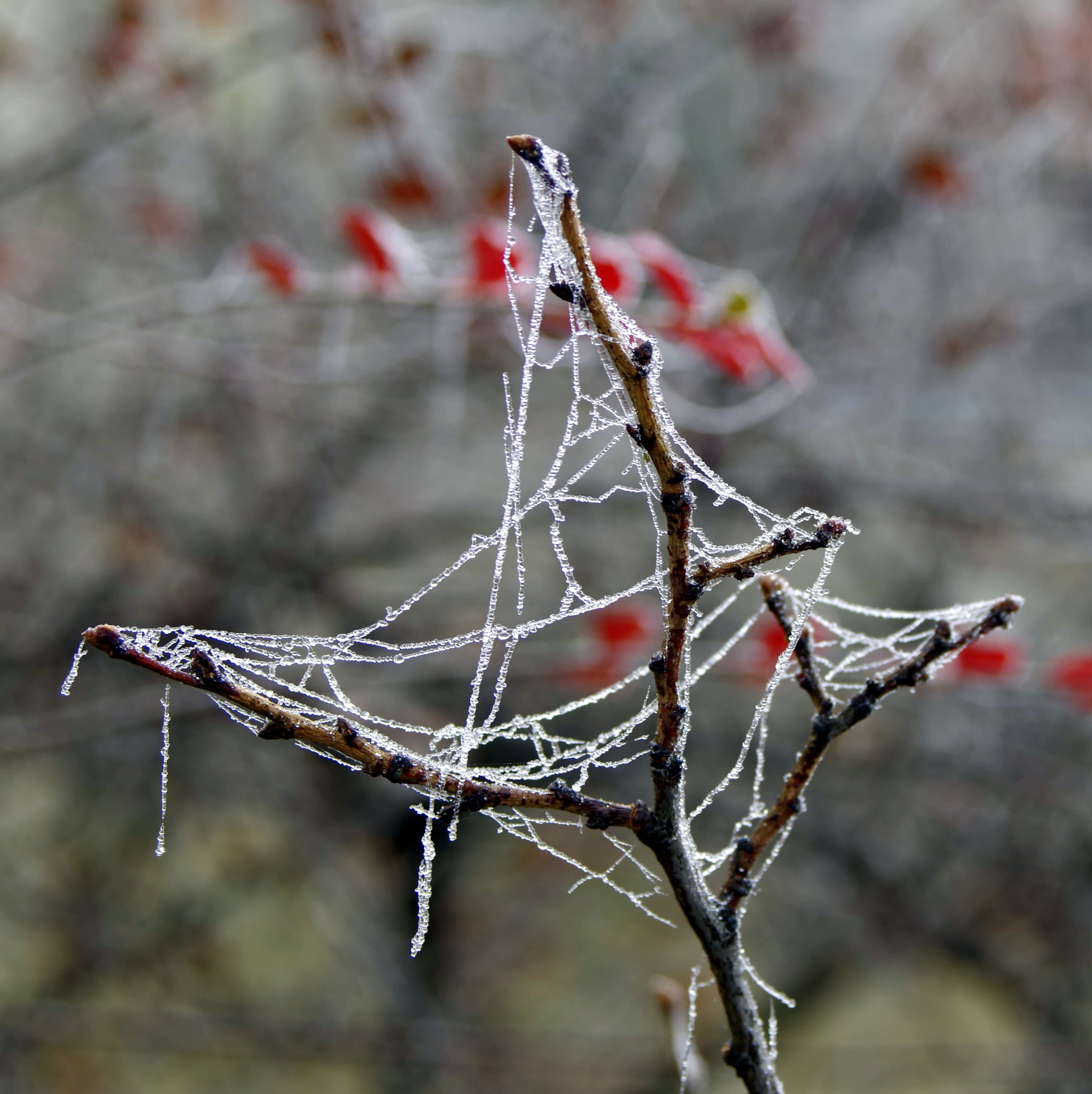 not cold, frozen, snow, focus on foreground, Cold, beauty in nature, ice crystals, the fog, crystals, fragility, plant, nature, autumn, Spruce, winter, Phone HD Wallpaper