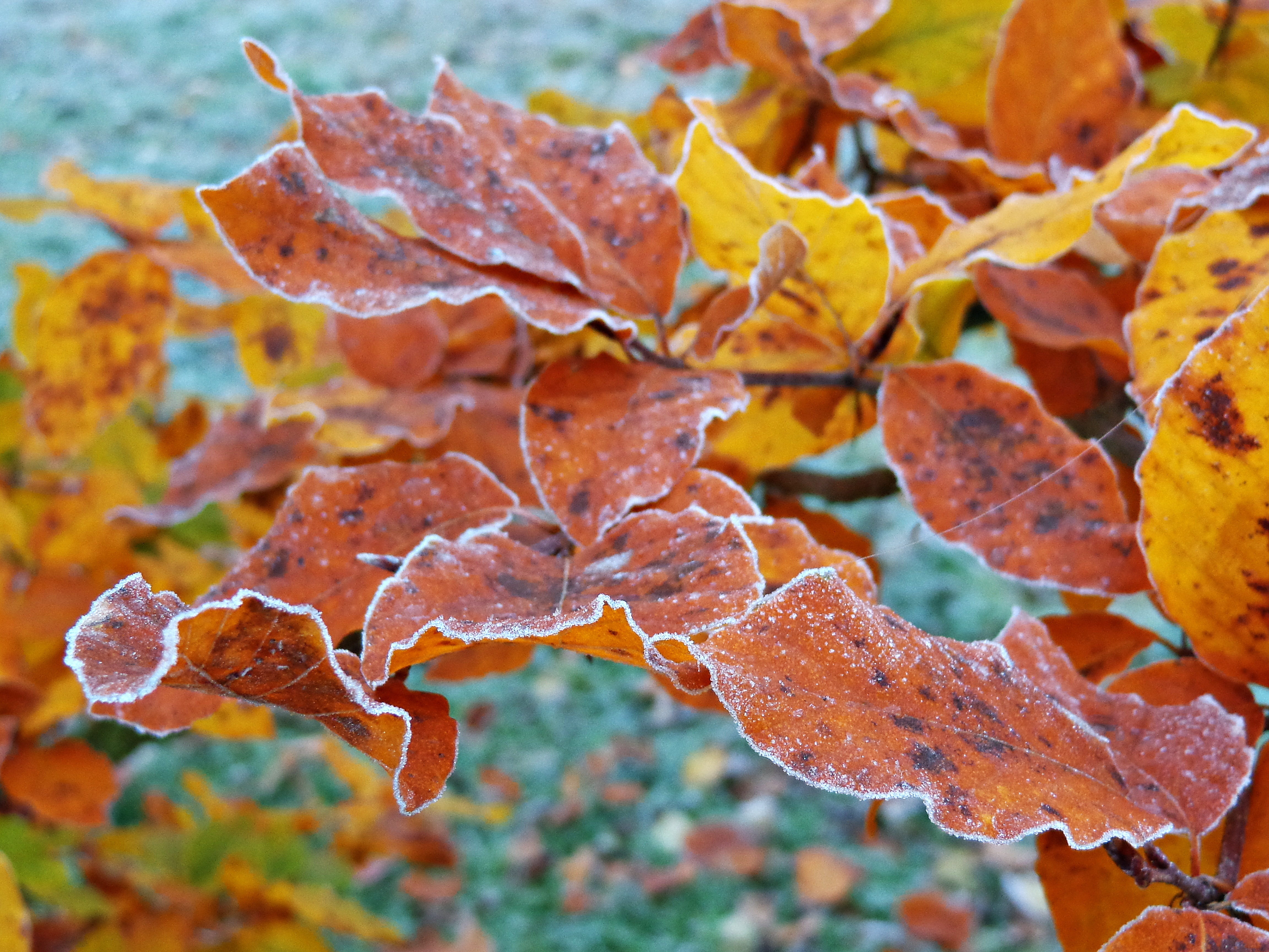 growth, frost, forest, autumn gold, beauty, fall, focus on foreground, Leaves, drop, color, autumn foliage, frozen, change, seasons of the year, vulnerability, HD Wallpaper