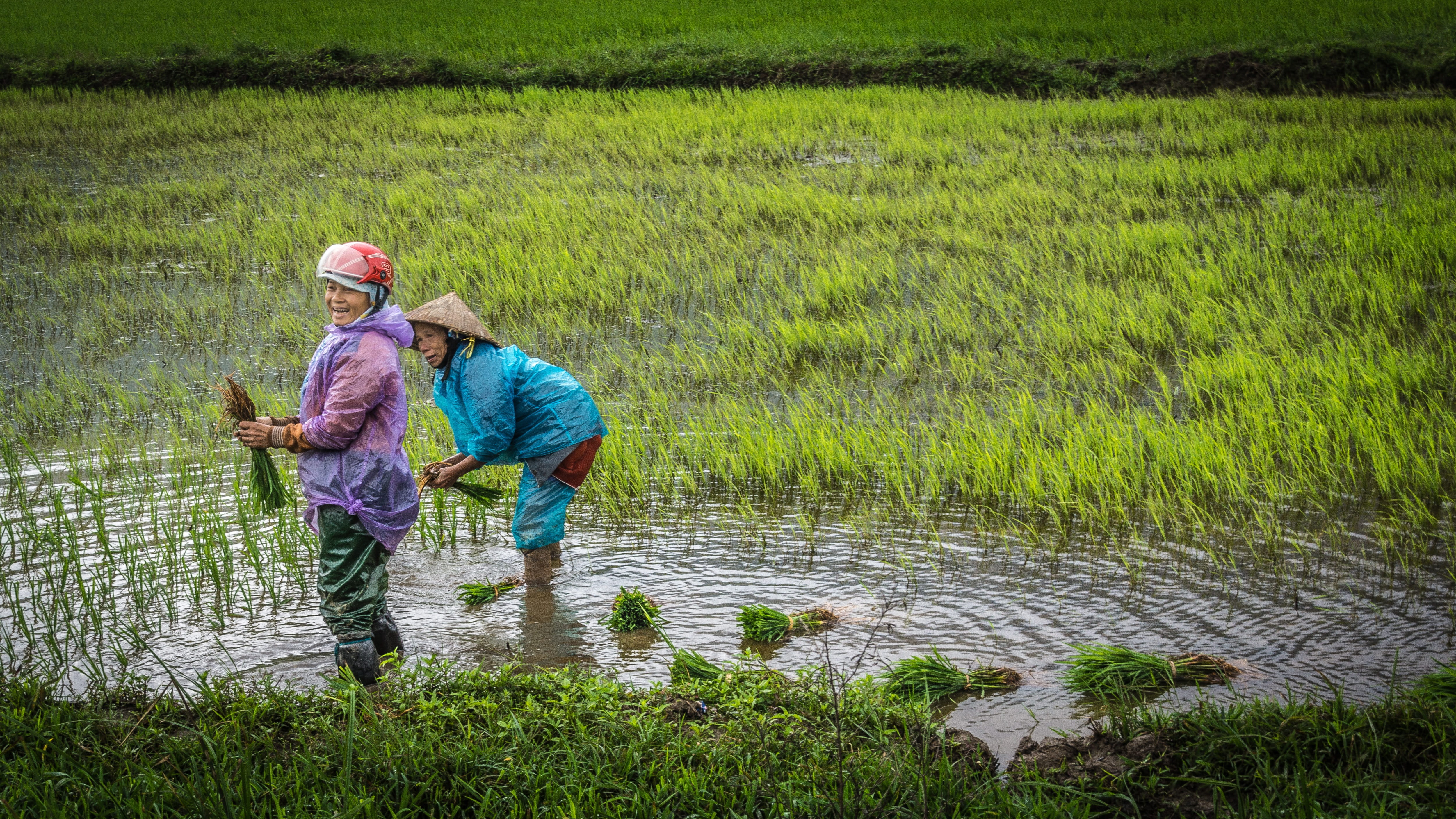 growth, landscape, outdoors, farm, women, green color, paddy, green, rice - cereal plant, nature, cheerful, rice paddy, work clothes, motorcycle helmet, HD Wallpaper