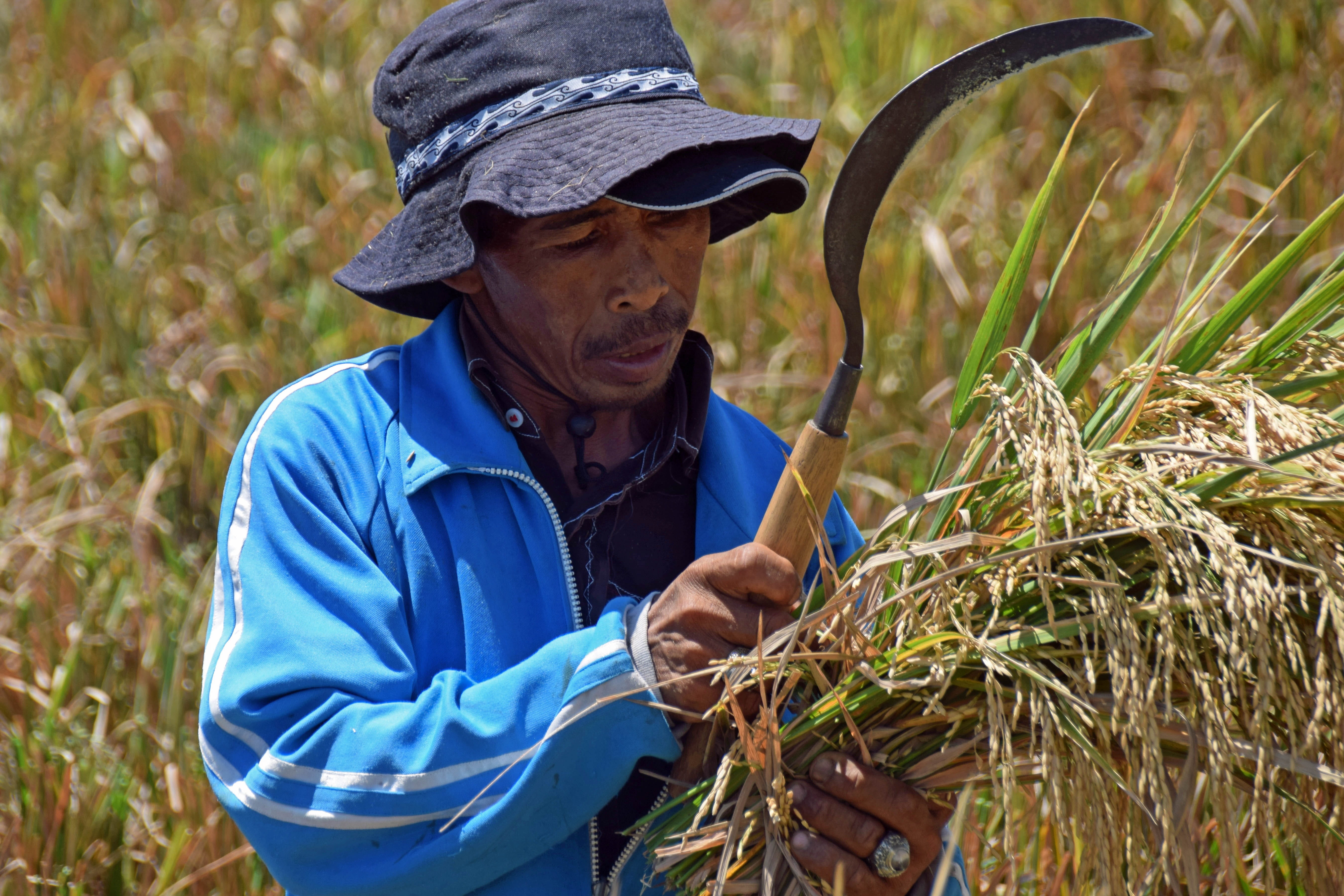 growth, lifestyles, Rice Fields, man, fieldwork, rice harvest, Indonesia, one man only, bauer, people, real people, Travel, day, Bali, nature, plant, crop, HD Wallpaper