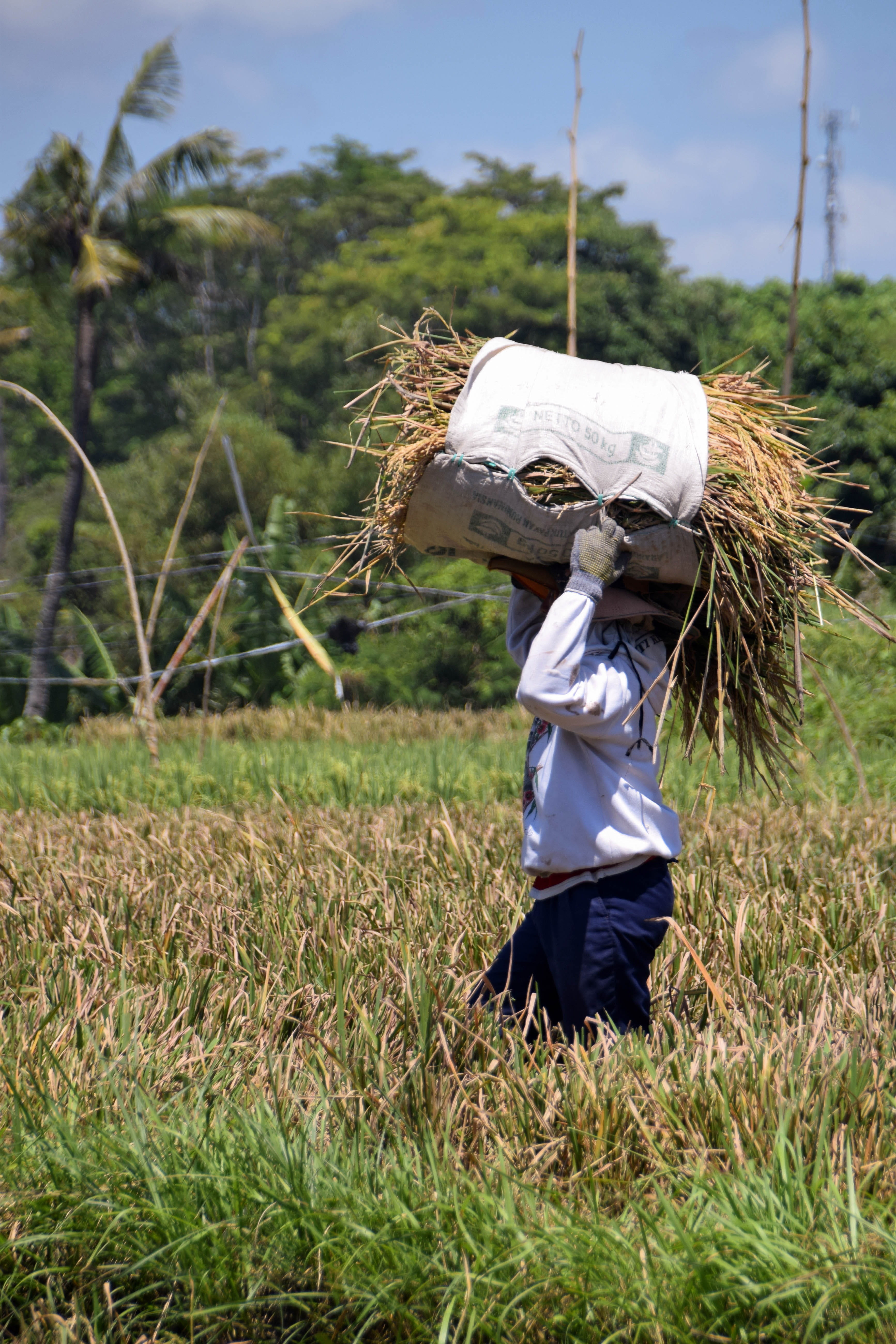clothing, hat, fieldwork, green color, 5K, harvest, focus on foreground, travel, paddy, indonesia, bali, environment, growth, nature, scarecrow, farmer, Phone HD Wallpaper