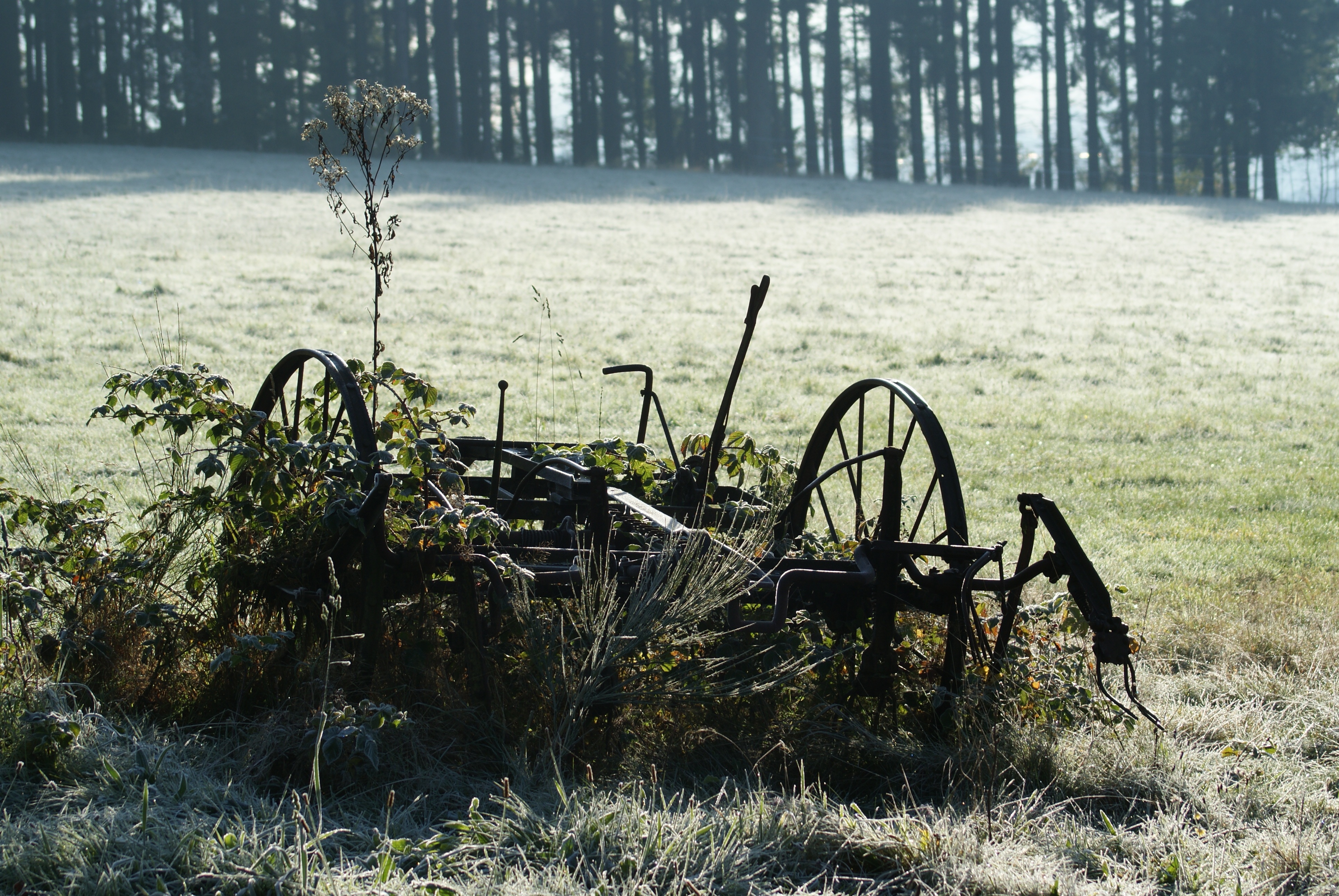 outdoors, wagon wheel, meadow, environment, landscape, nature, sunlight, plant, weathered, field, machinery, grass, day, hay tedders, rusted, tree trunk, HD Wallpaper