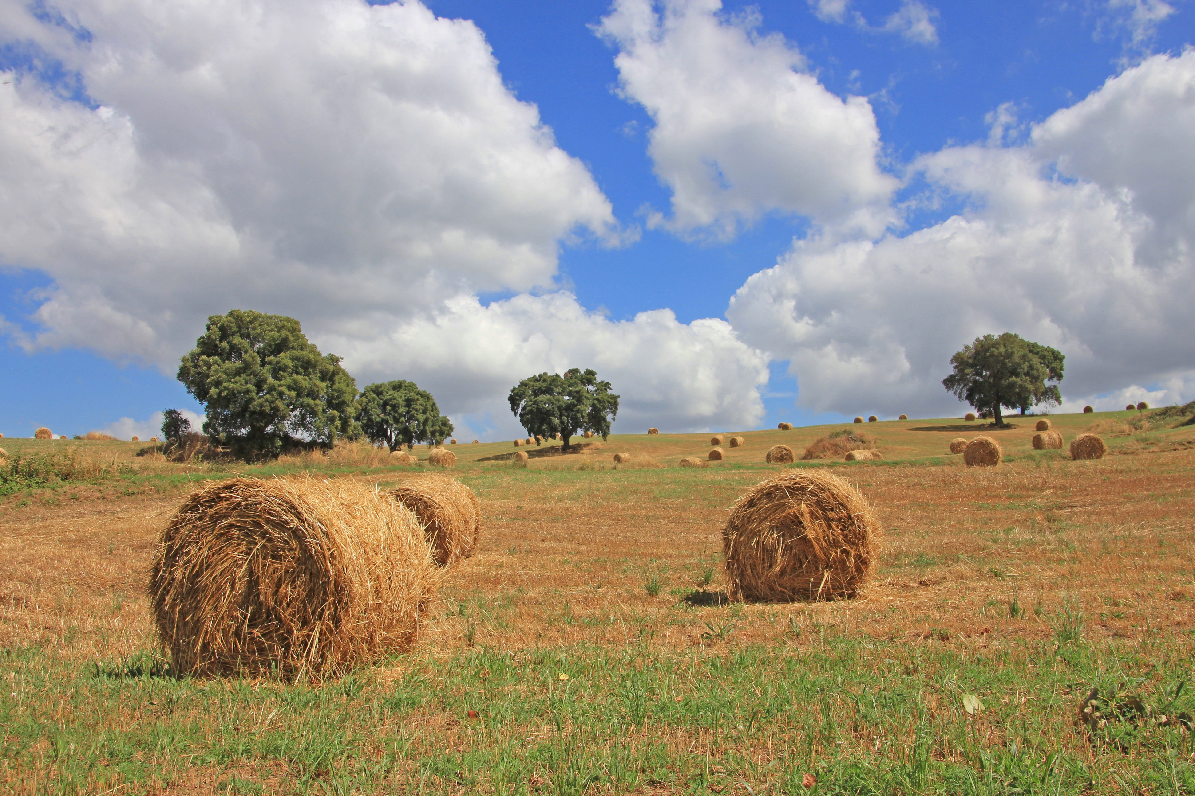 land, rural scene, clouds, farm, tree, environment, harvesting, straw bales, plant, field, vacations, landscape, fields, fieldwork, bale, day, cloud - sky, HD Wallpaper