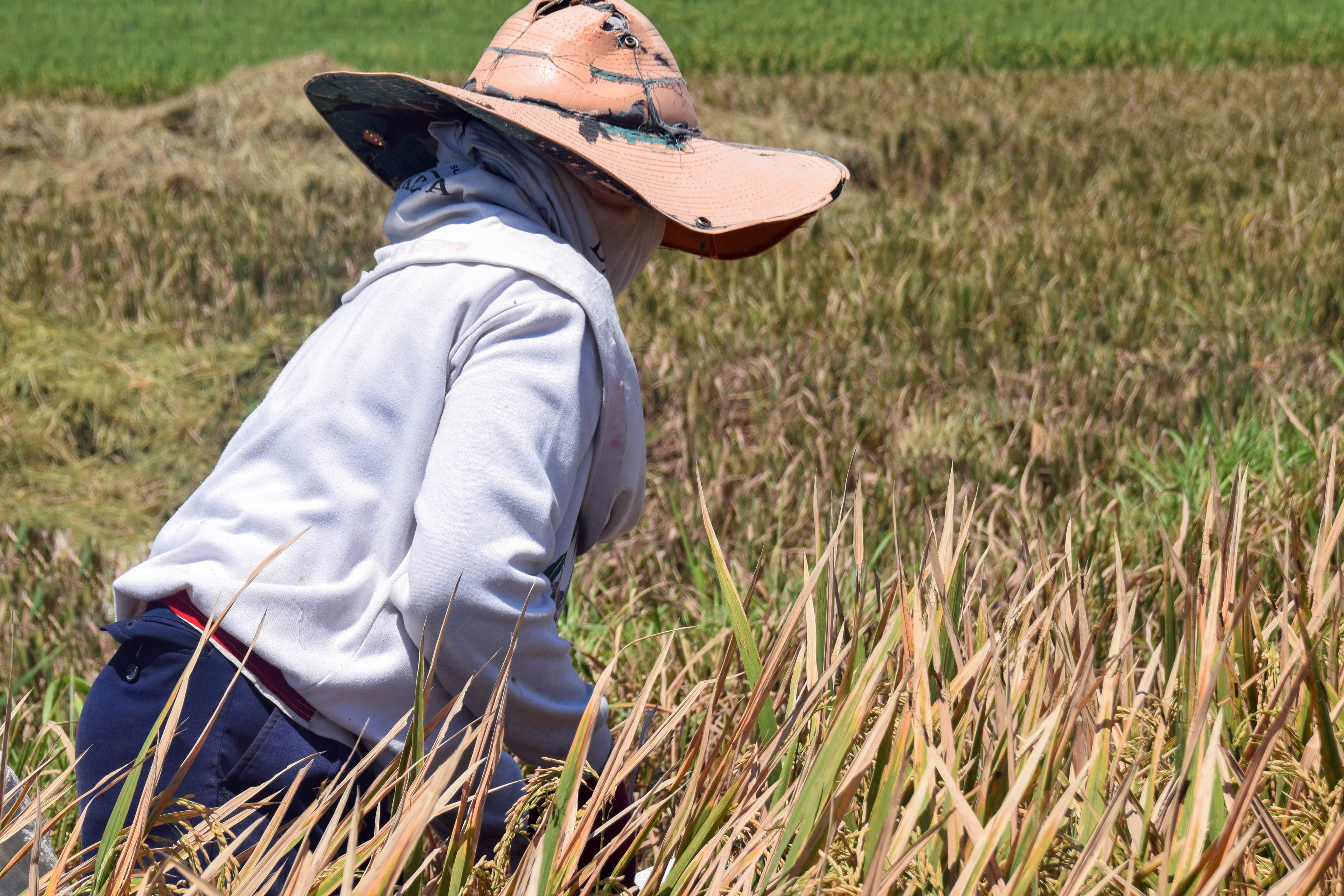 growth, environment, 4K, grass, agriculture, outdoors, landscape, leisure activity, one person, crop, fieldwork, woman, harvest, side view, Indonesia, HD Wallpaper