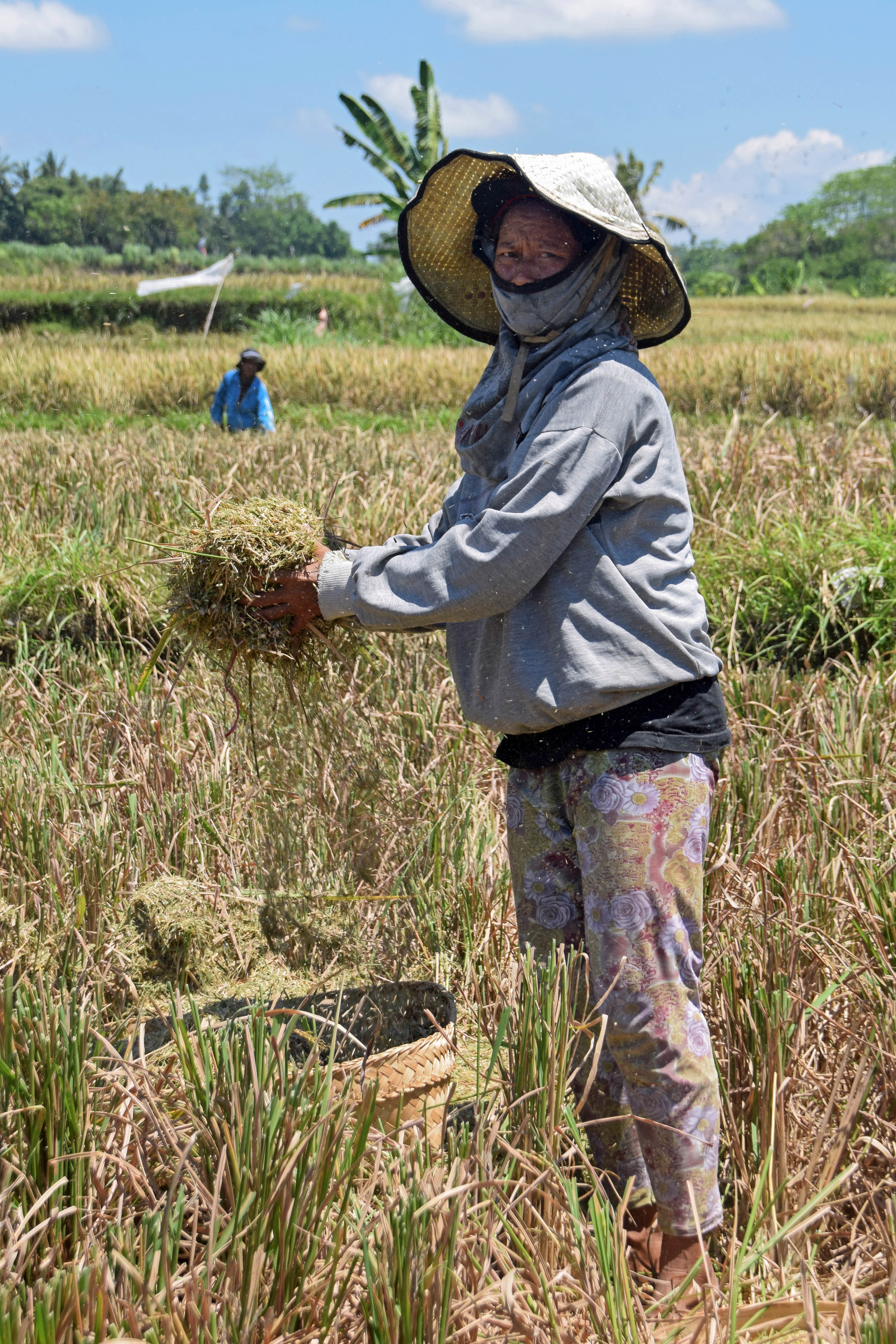 field, rice fields, woman, travel, nature, growth, rice, clothing, bali, farm, agriculture, outdoors, crop, adult, rural scene, farmers wife, day, occupation, Phone HD Wallpaper