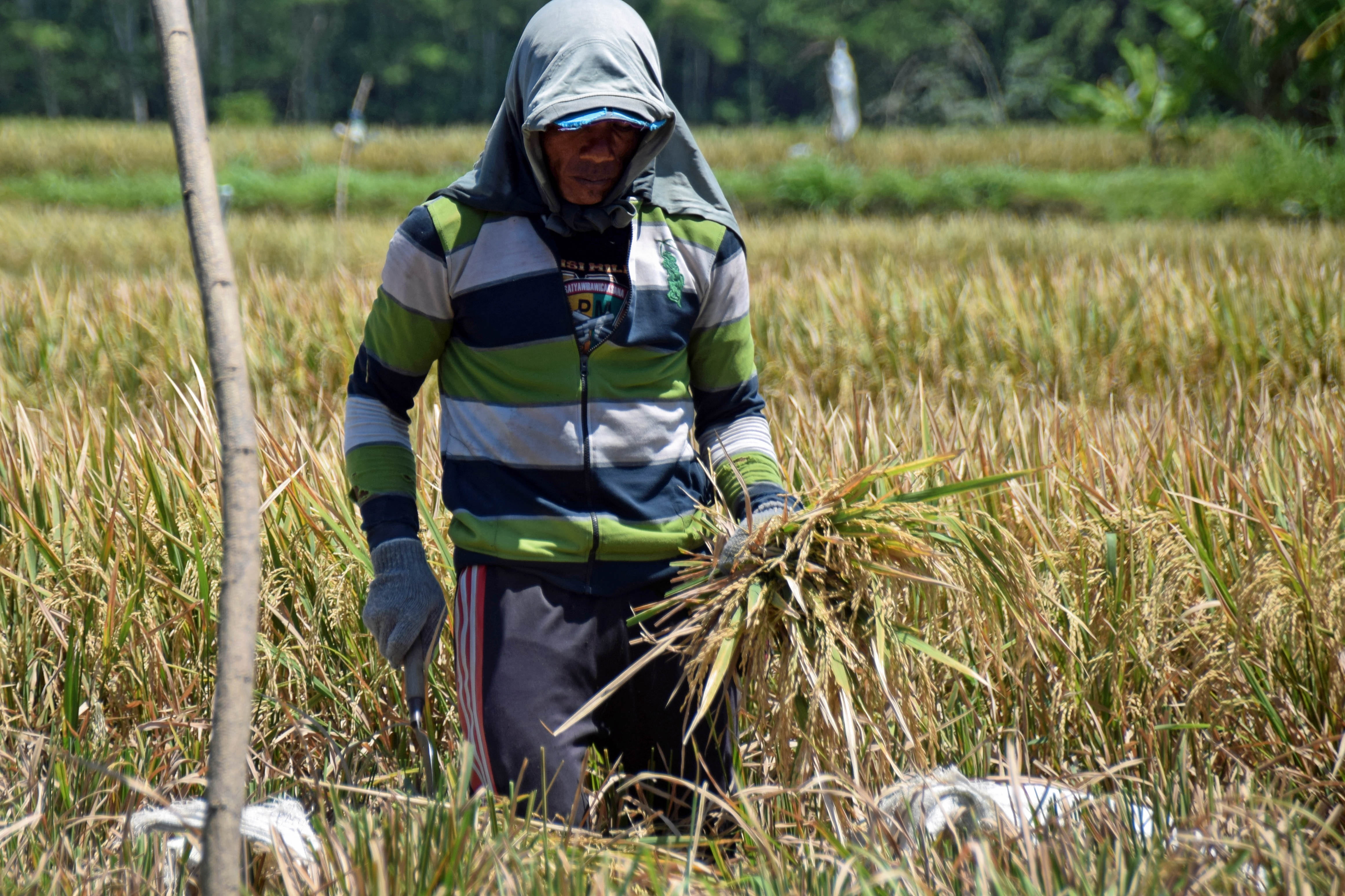 fieldwork, farm, plant, casual clothing, harvest, day, farmer, grass, rice harvest, stick - plant part, nature, man, three quarter length, 4K, rice fields, HD Wallpaper