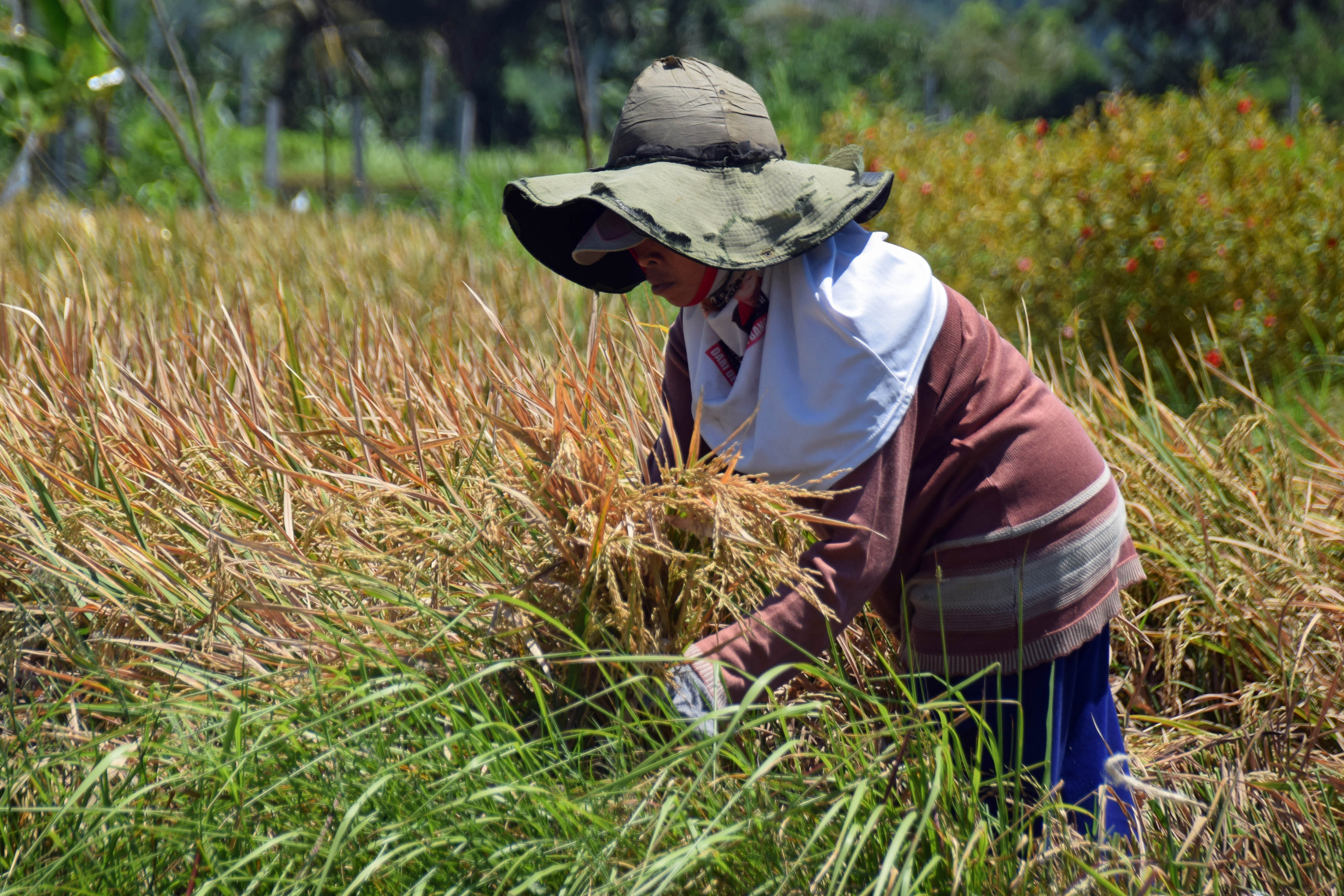 fieldwork, farmers wife, 5K, field, harvest, agriculture, bali, growth, plant, rice fields, outdoors, land, woman, travel, rural scene, rice harvest, farm, HD Wallpaper
