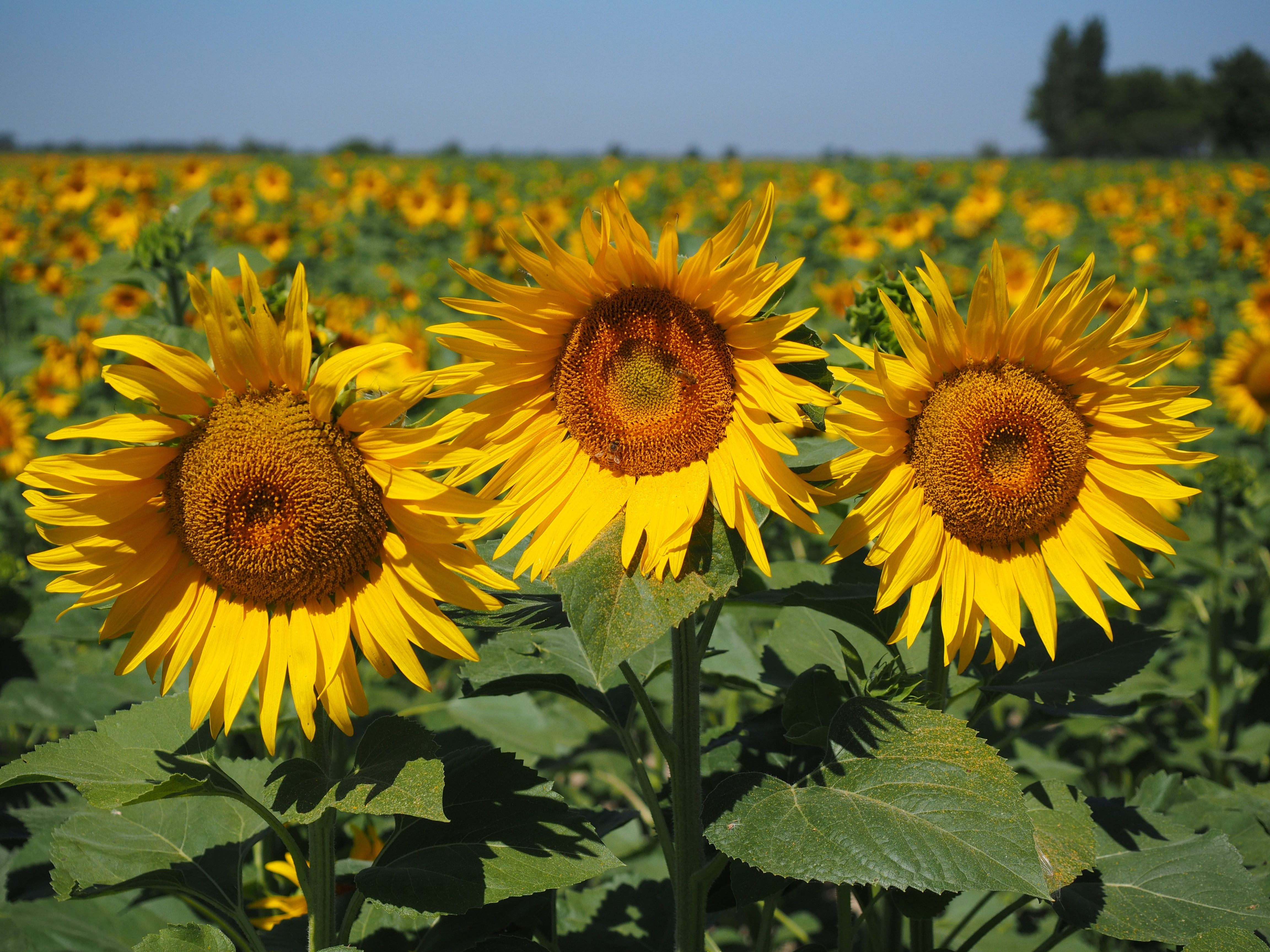 blossom, sunflower field, field economics, pollen, cultivation, crop, flowering plant, petal, nature, springtime, beautiful, no people, yellow, focus on foreground, HD Wallpaper