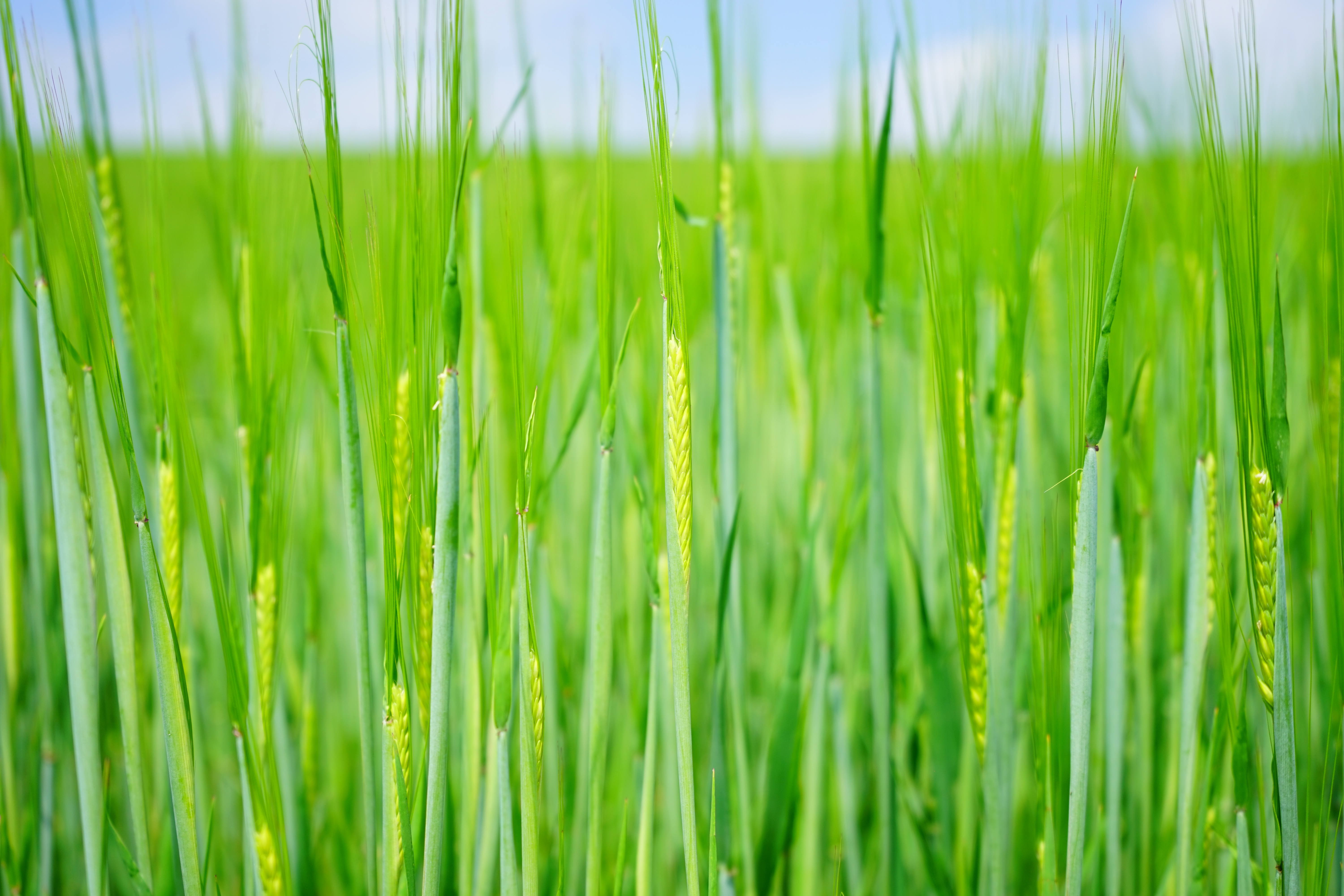 nature, halm, frisch, plant, backgrounds, wheat, agriculture, ear, agricultural economics, landscape, rural scene, triticum, shoots, sowing, wheat spike, HD Wallpaper