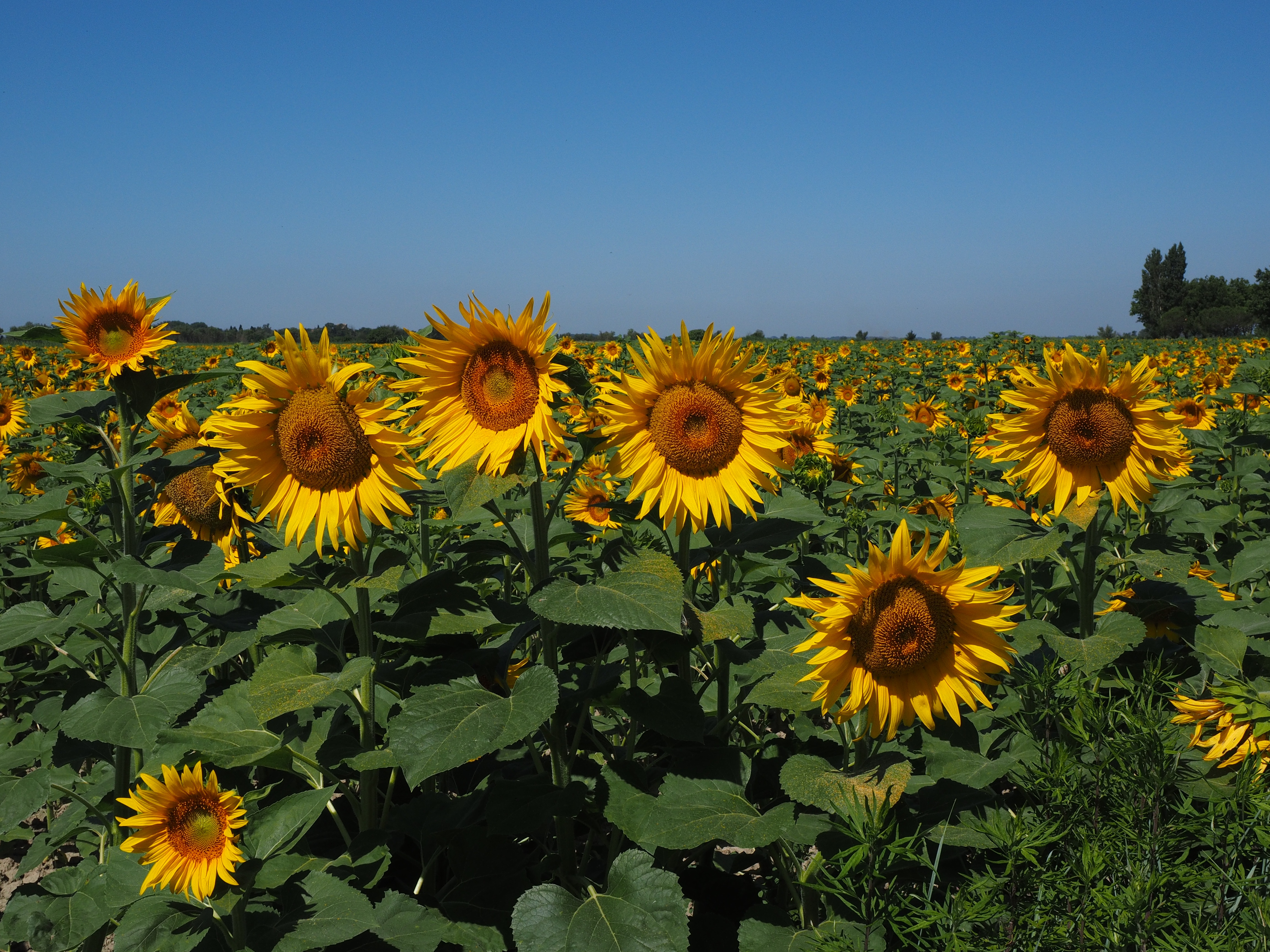 yellow, flower head, cultivation, sky, 4K, landscape, vulnerability, sun flower, flowerbed, herbaceous plant, helianthus annuus, growth, flower, crop, HD Wallpaper
