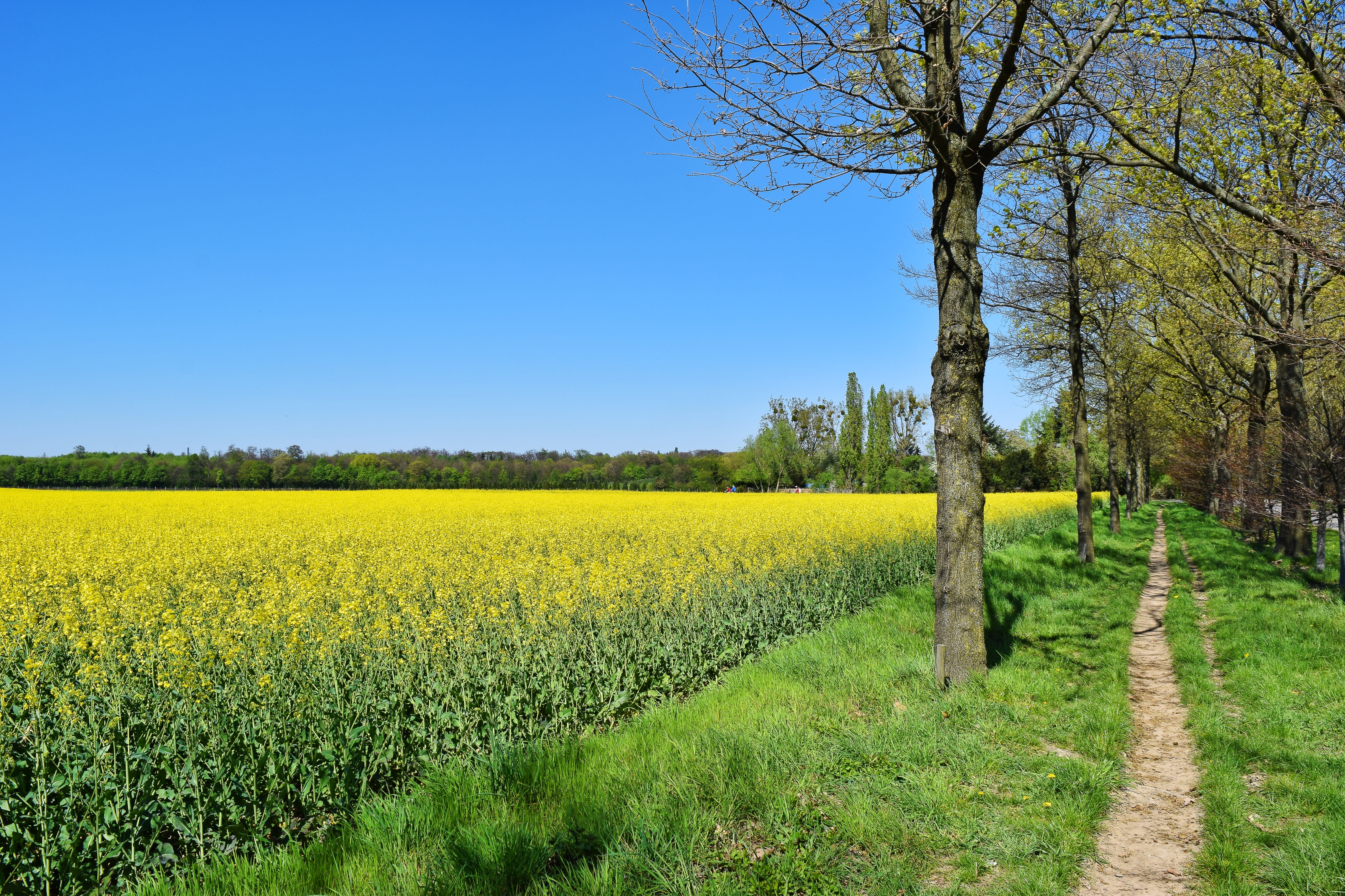 food, growth, environment, yellow, trees, field, blossom, landscape, agriculture, rape blossom, cultivation, springtime, outdoors, rural scene, tree, clear sky, HD Wallpaper