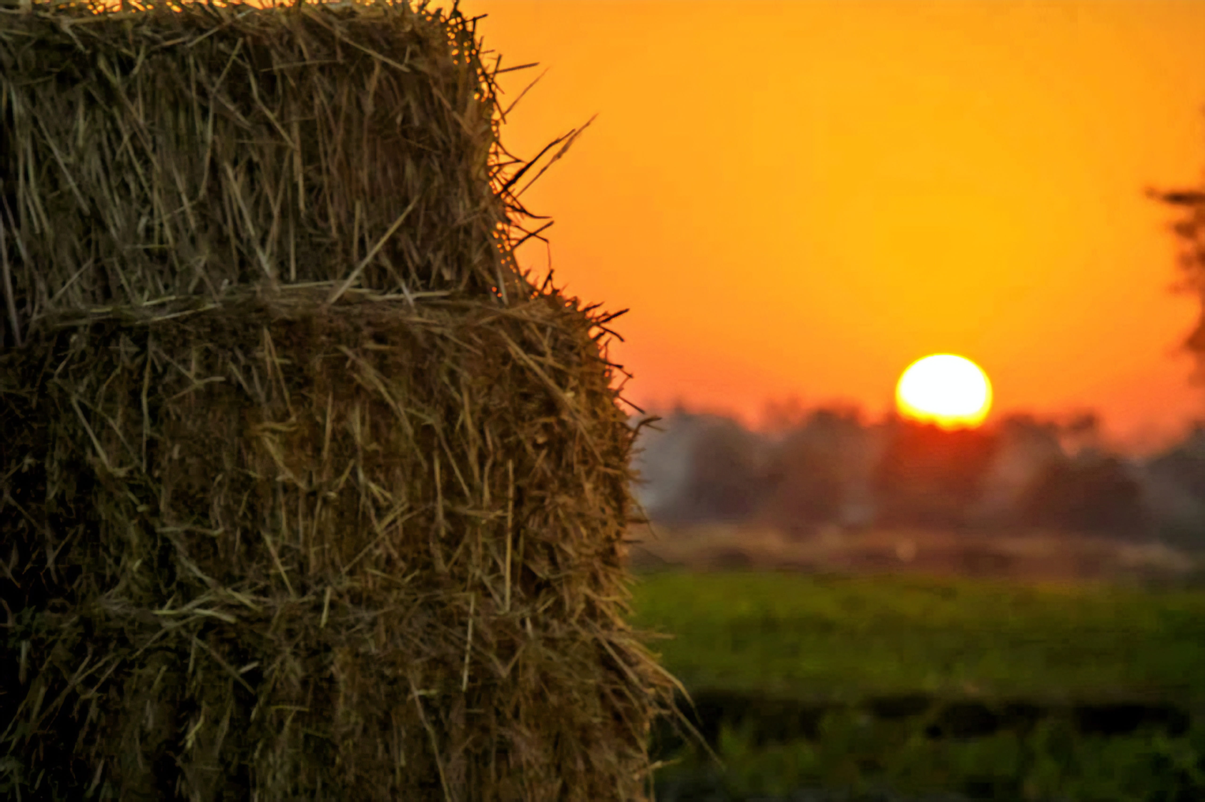landscape, harvest, agriculture, sunset, rye, orange color, animal, outdoors, cereals, cattle, chickens, 5K, grain, hay, no people, corn, cultivation, HD Wallpaper