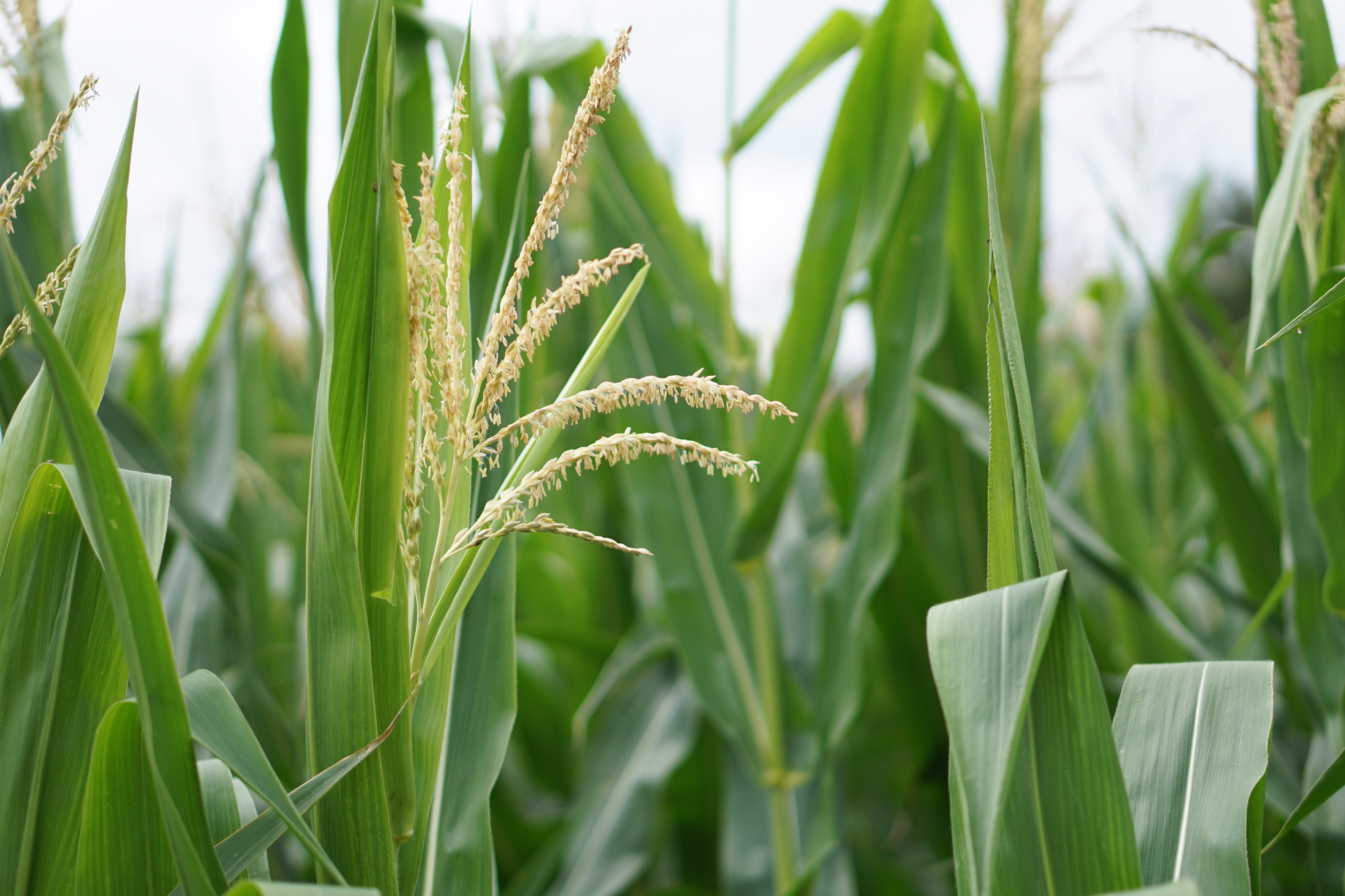 plant, agricultural economics, fields, background, nature, ecology, harvest time, seed, 5K, feed, ripe, plantation, grass, bio, beauty in nature, bauer, HD Wallpaper