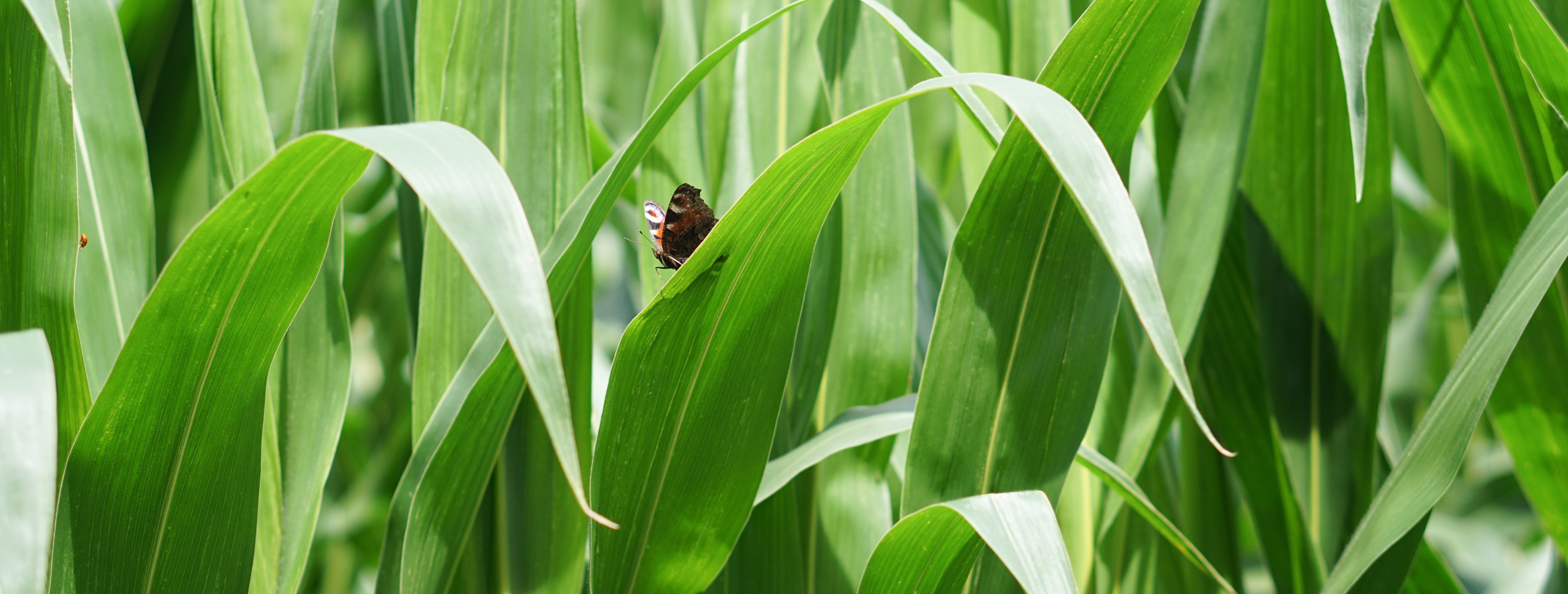 seed, farm, close-up, gentle, corn, beauty in nature, food, insect, plant part, bio, ecology, growing area, bauer, land, day, one animal, cultivation, summer, HD Wallpaper