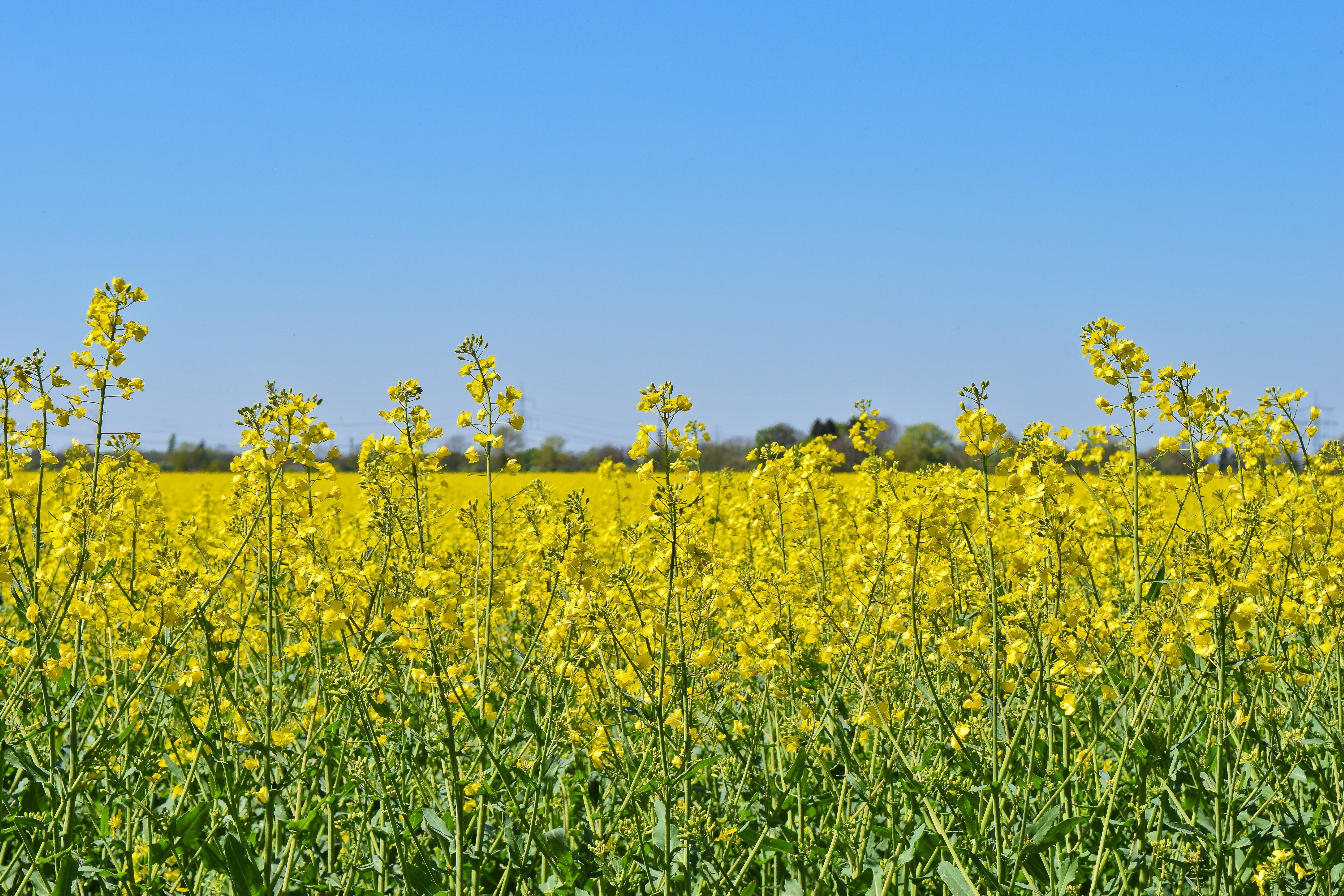 rape blossom, cultivation, clear sky, agriculture, rural, agricultural economics, bloom, food, land, flowering plant, environment, 5K, landscape, scenics - nature, HD Wallpaper