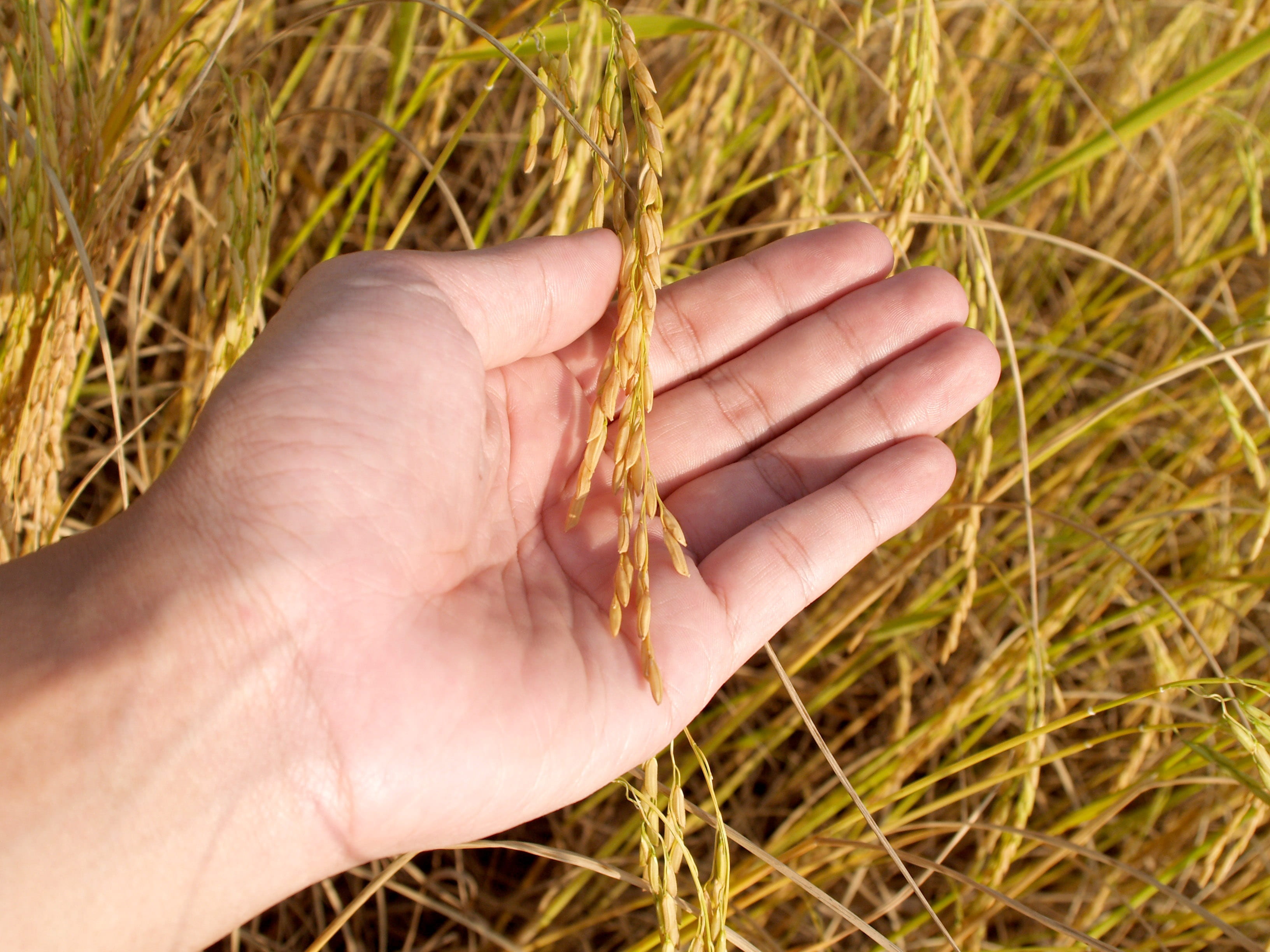 human body part, grass, wheat, finger, golden yellow, hand, outdoors, east asian culture, dinner, dry, nature, person, one person, staple, economical, season, HD Wallpaper