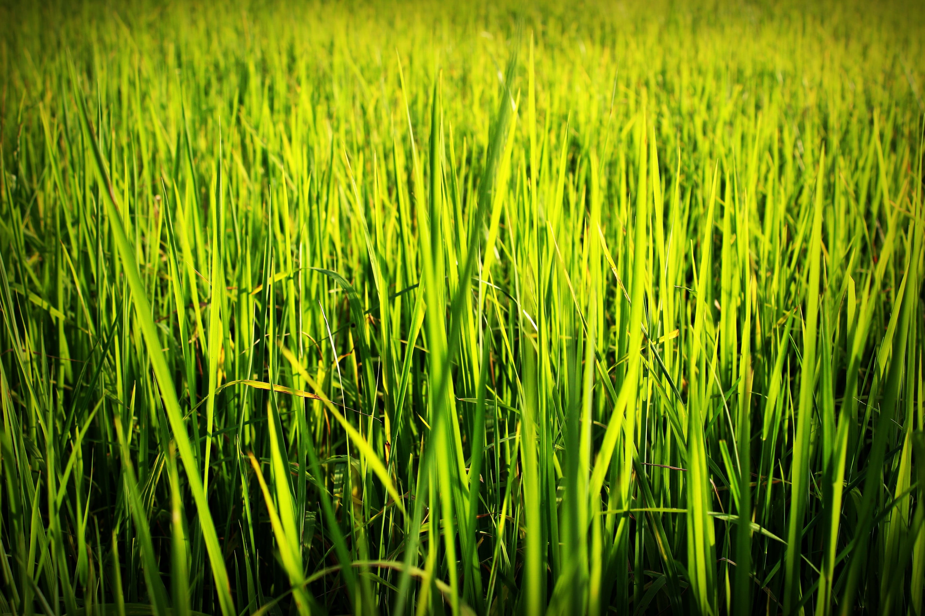 outdoors, brown, hay, grain, culture, grass, freshness, food, asian, earth, close, land, growth, nature, leaves, detail, countryside, rural scene, agriculture, HD Wallpaper